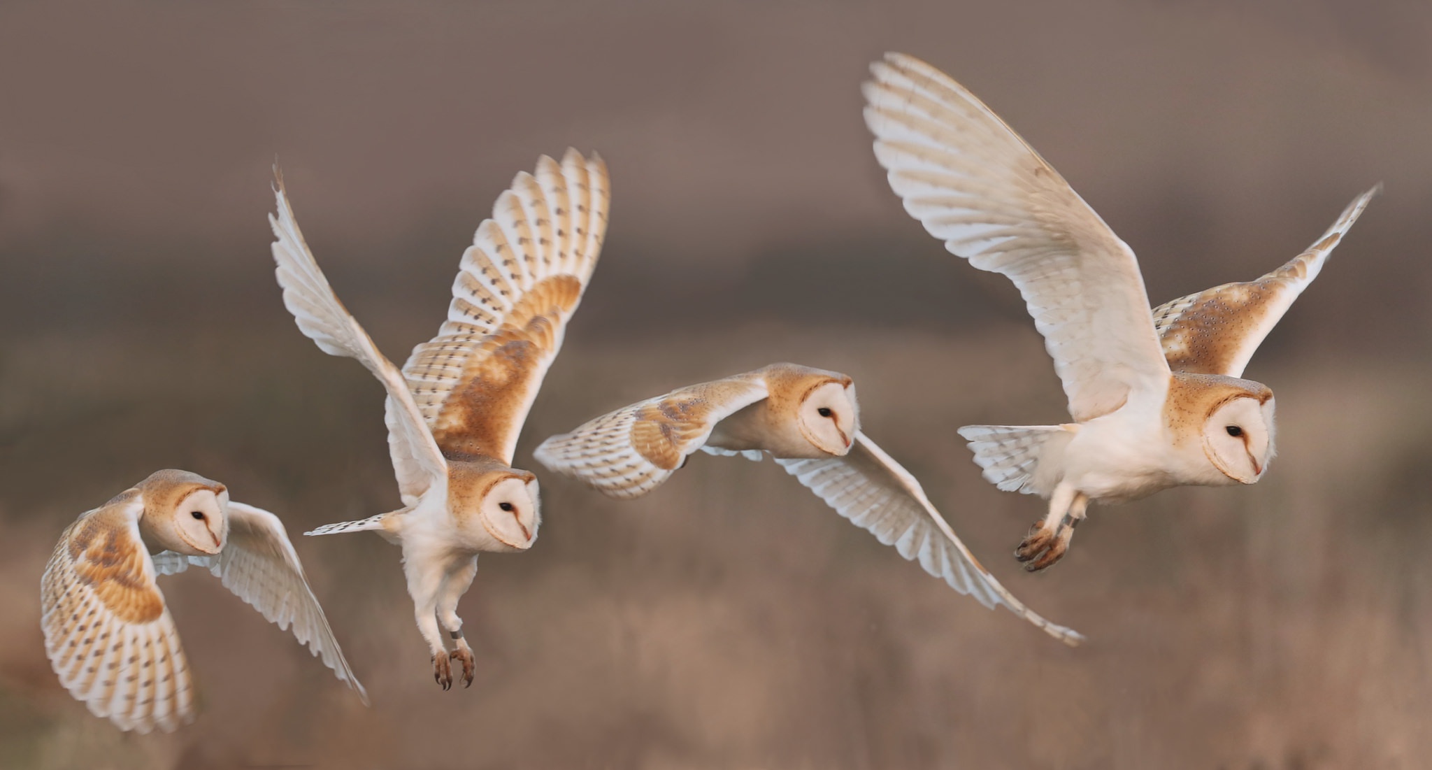 Owl Bird Wildlife 2048x1101