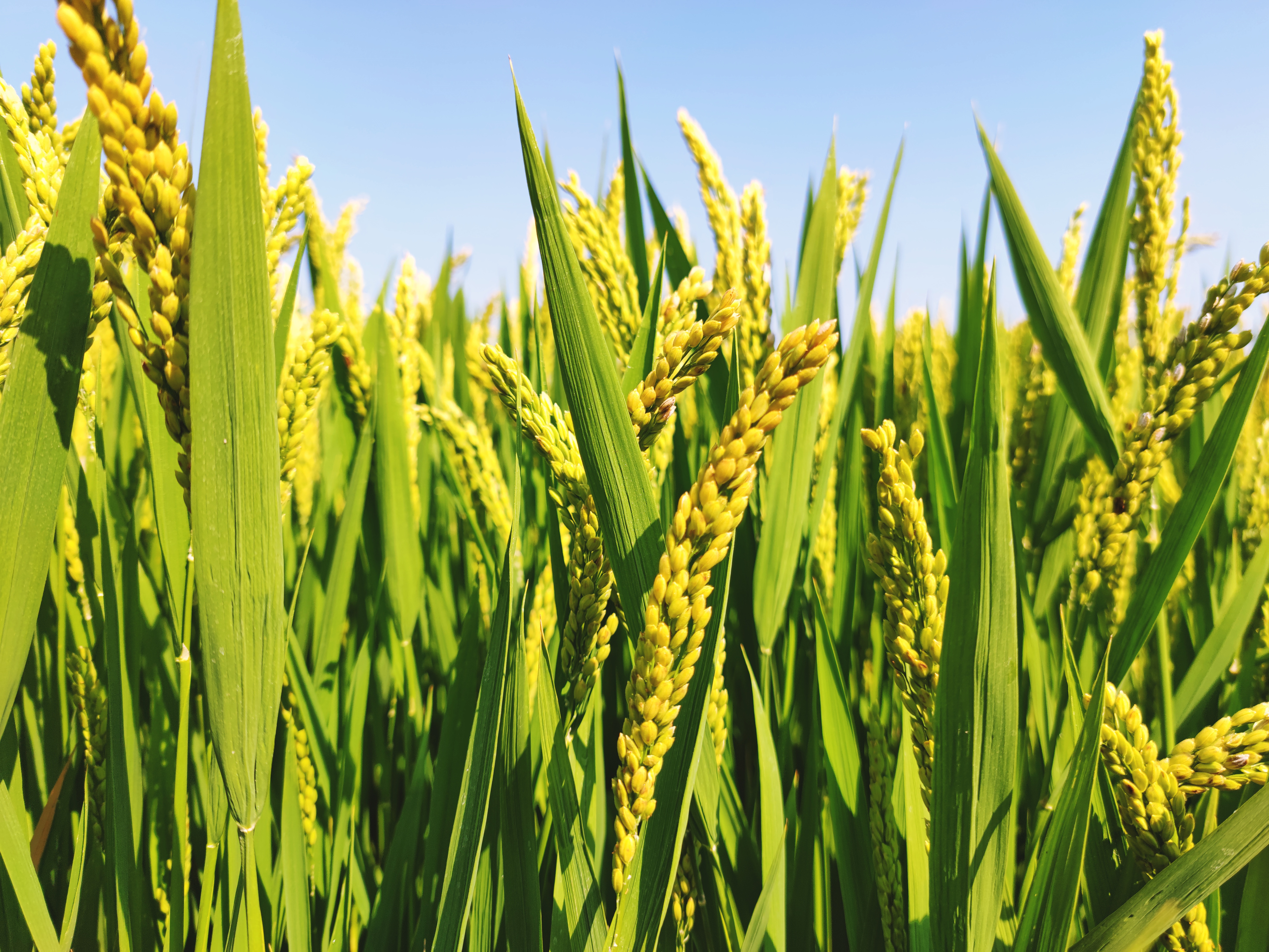 Rice Rice Paddy Plants Agro Plants Outdoors 5773x4330