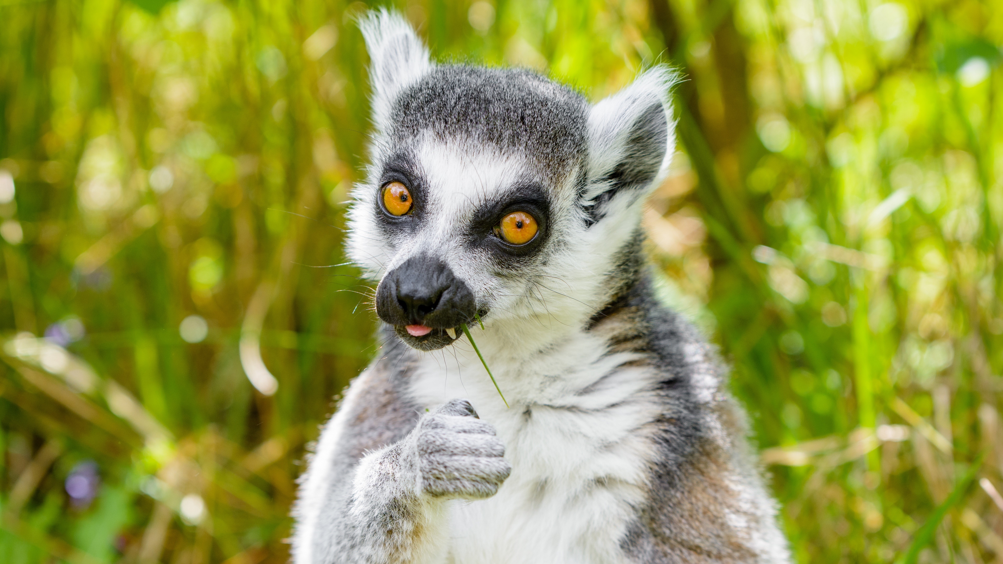 Animal Lemur 3840x2160