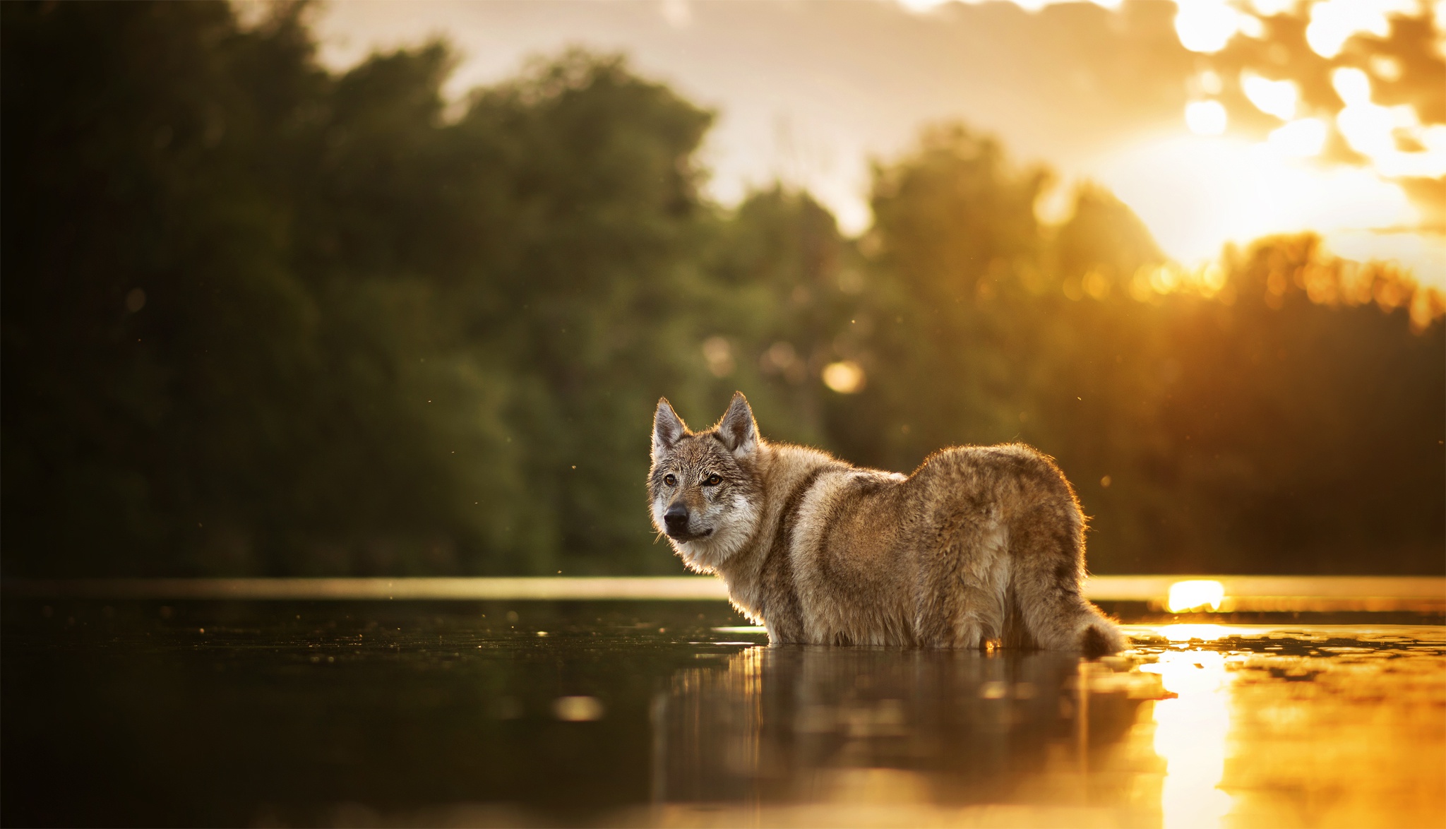 Czechoslovakian Wolfdog Depth Of Field Dog Pet River Sunset 2048x1174