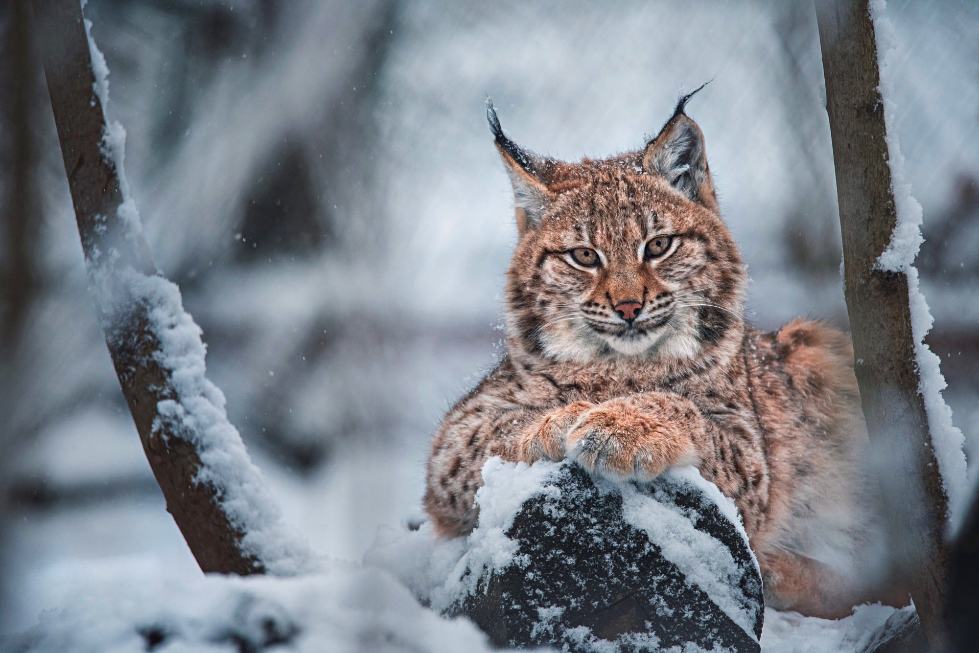 Big Cat Predator Animal Snow Wildlife 2000x1335