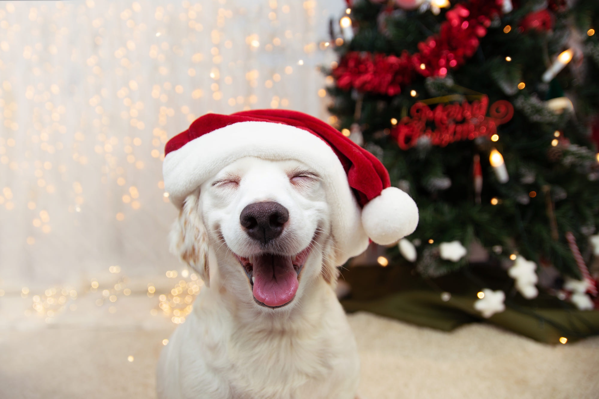Christmas Ornaments Dog Pet Puppy Santa Hat 2000x1333