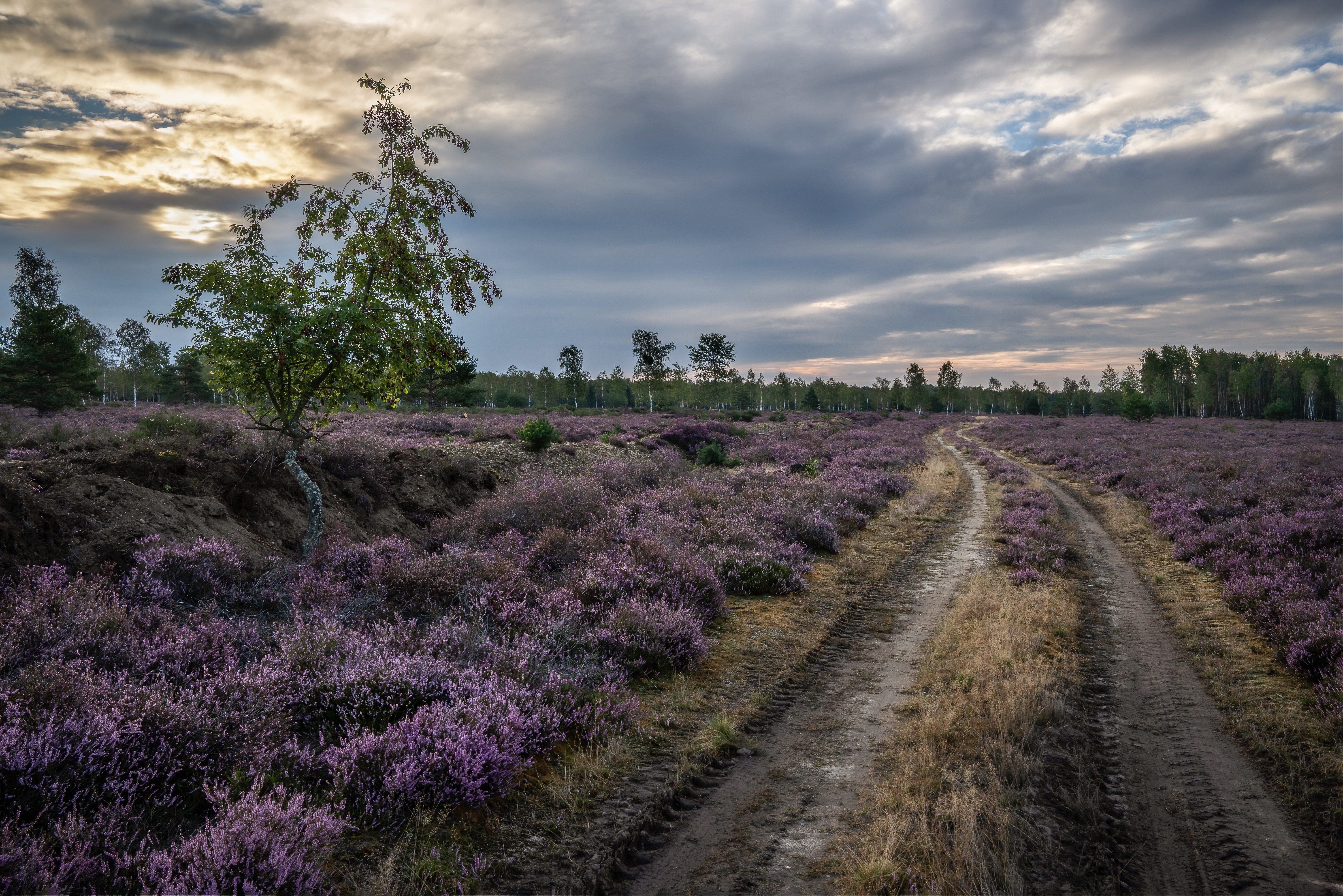 Road Nature Meadow Heather 6002x4003