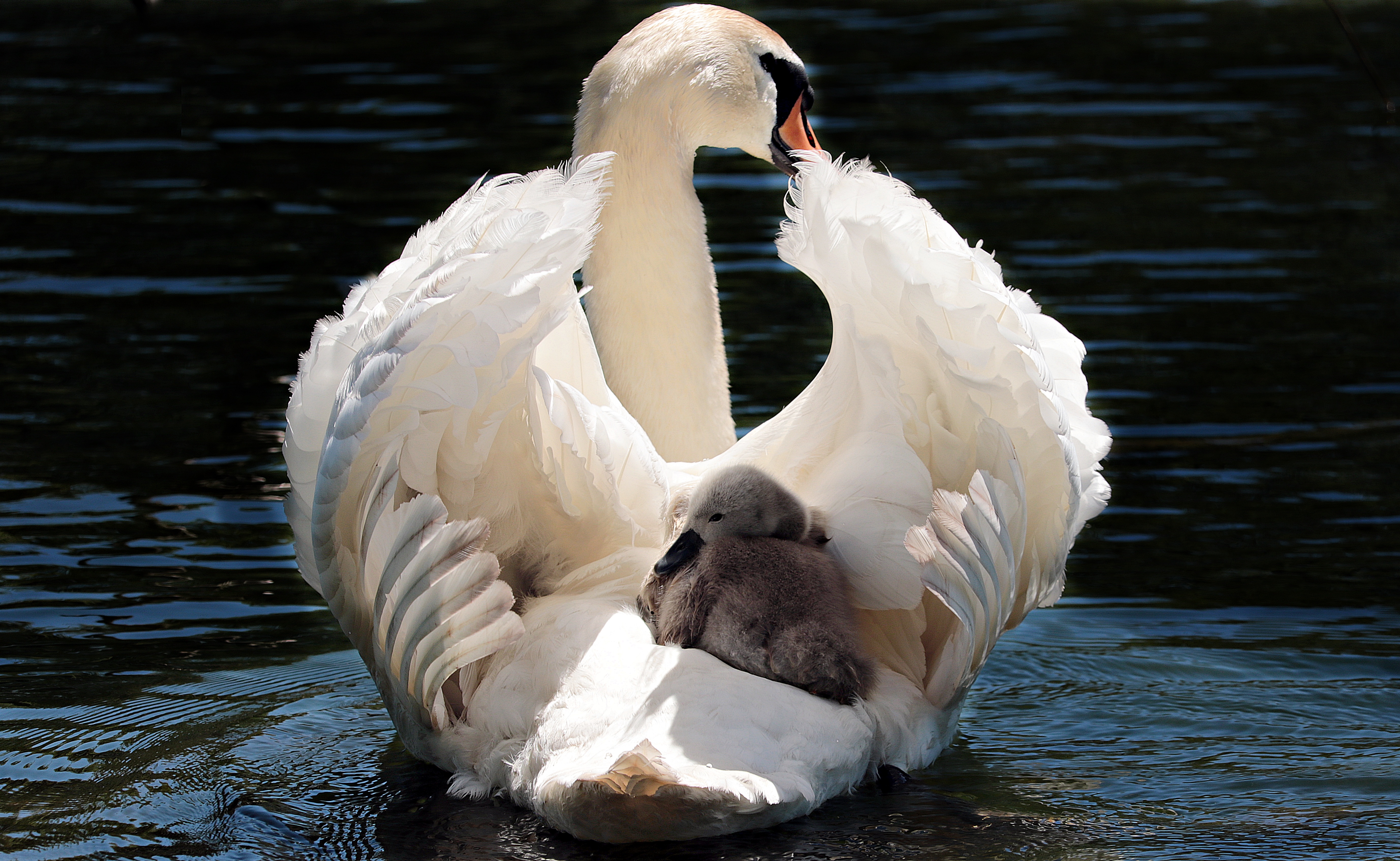 Baby Animal Bird Cygnet Swan 5508x3389