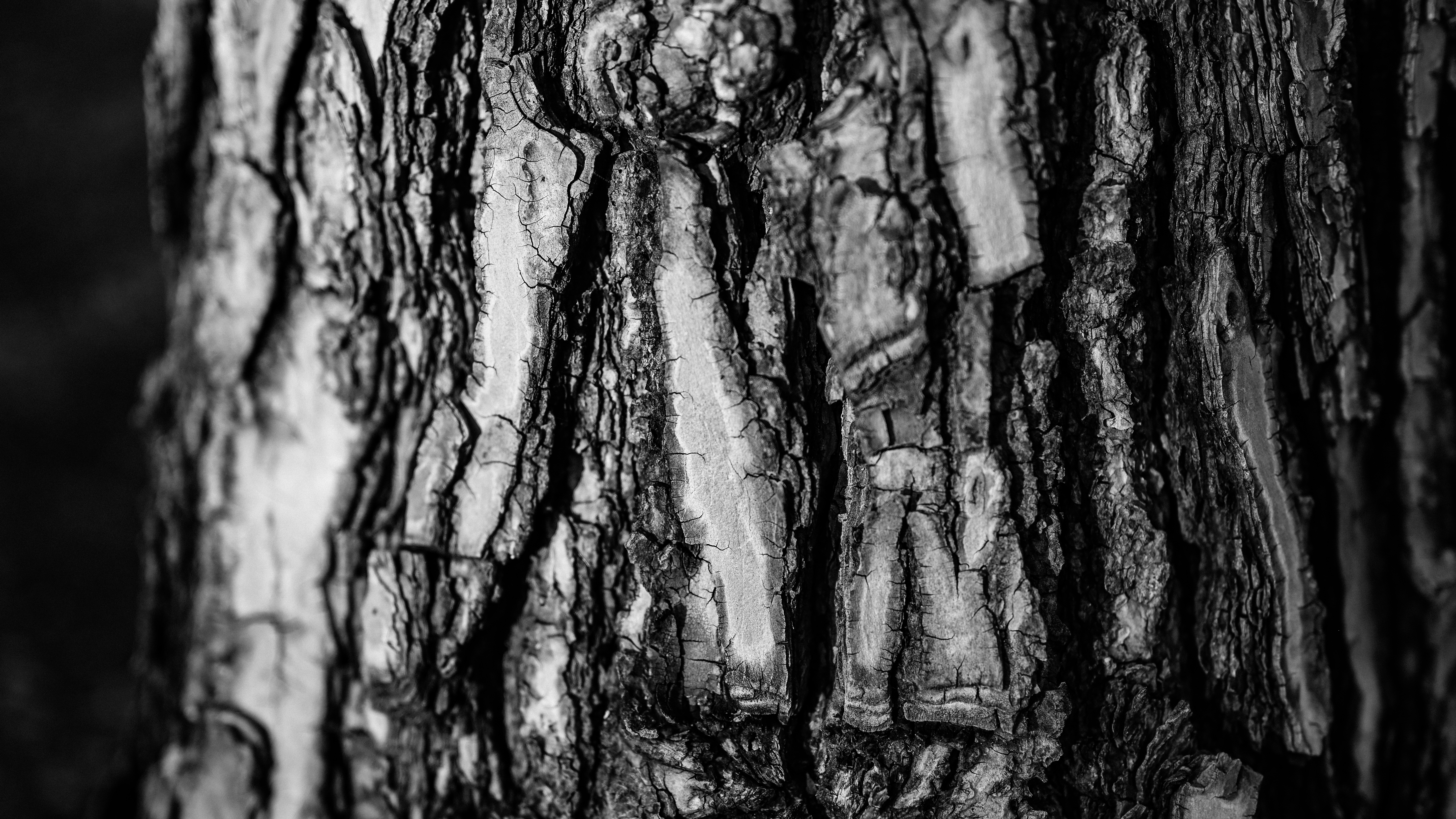 Nature Wood Tree Bark Bark Textured Monochrome Pine Trees Photography 5873x3304