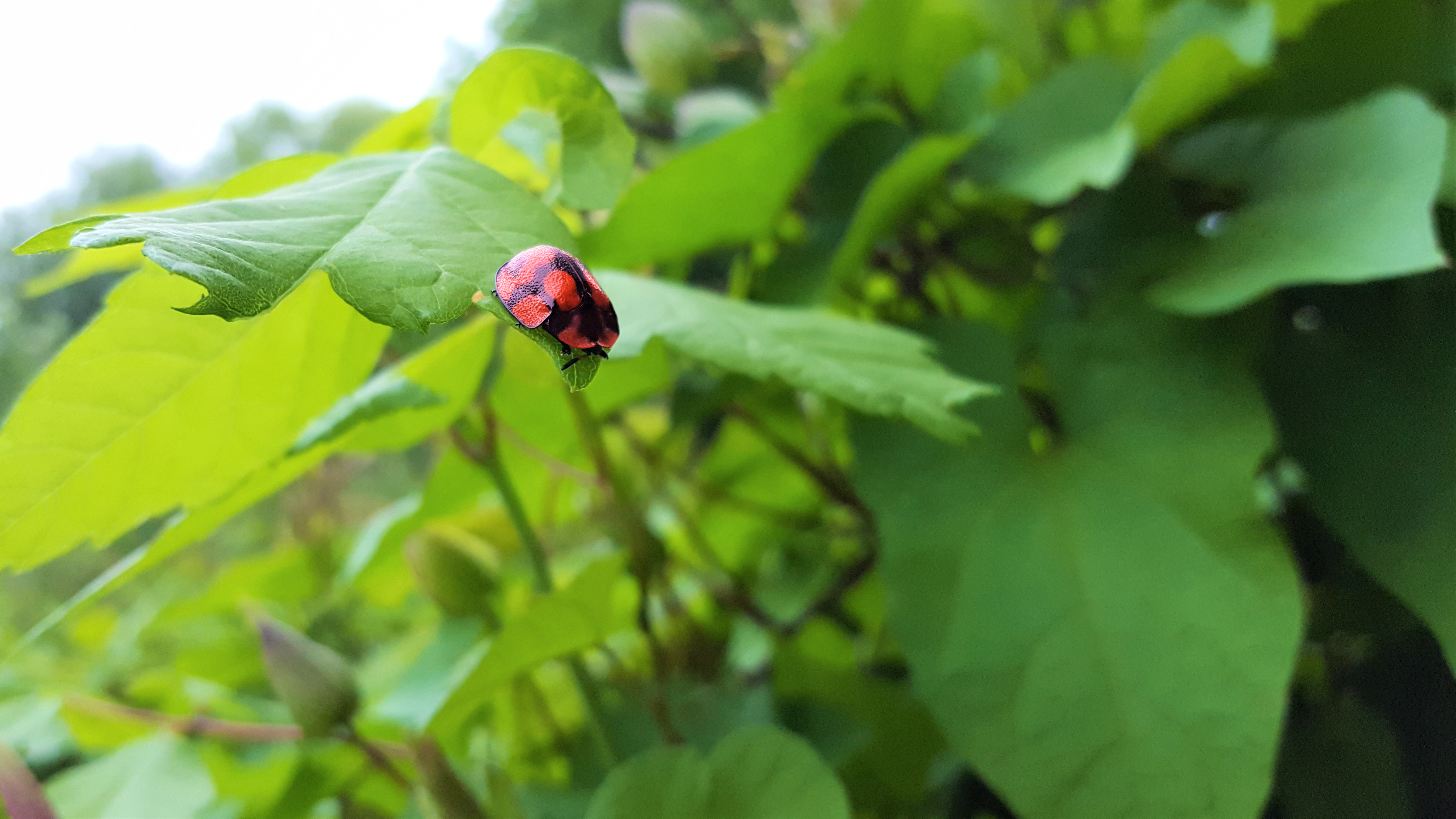 Ladybugs Nature 4623x2601
