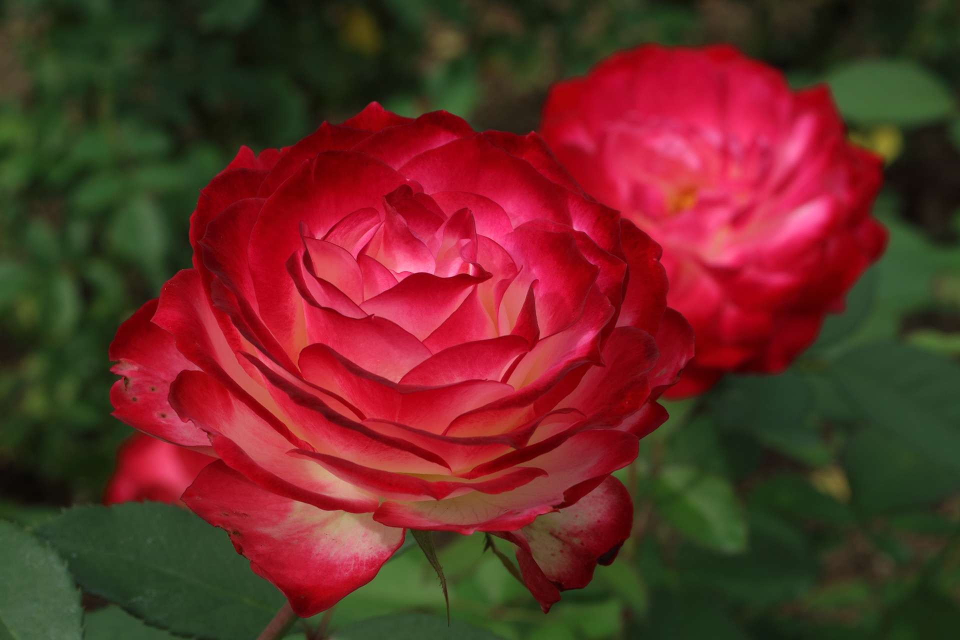 Petal Red Rose 1920x1280