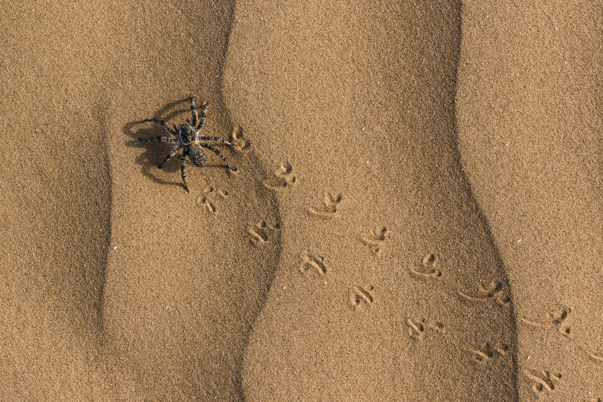 Arachnid Sand 1920x1282