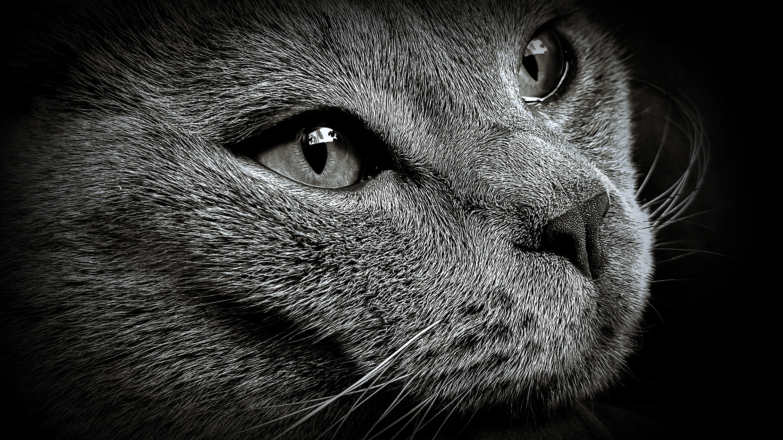 Closeup Photography Animals Nature Macro Monochrome Cats Feline Mammals Cat Eyes Whiskers 3226x1815