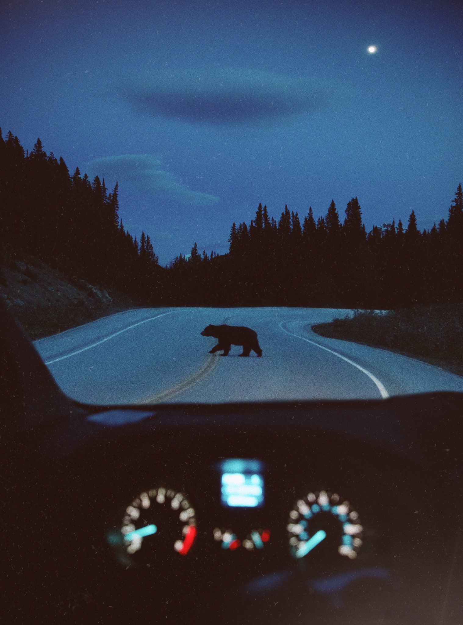 Bears Road Forest Night Car Interior Driving Vertical Portrait Display Moon 1518x2048