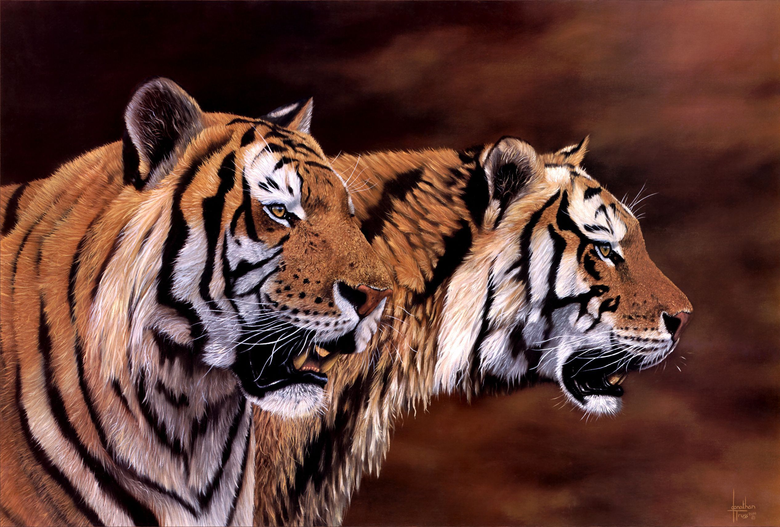 Tiger Big Cats Animals 2533x1712