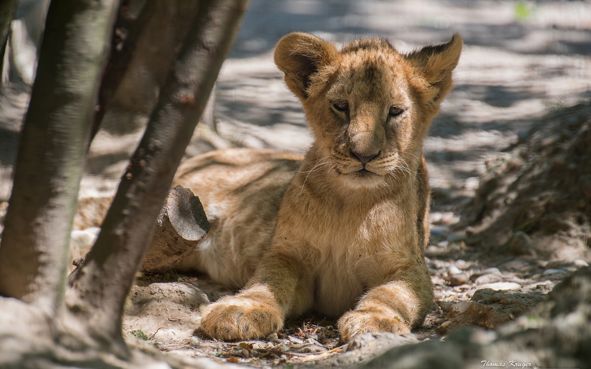 Baby Animal Cub Lion Wildlife 2048x1280