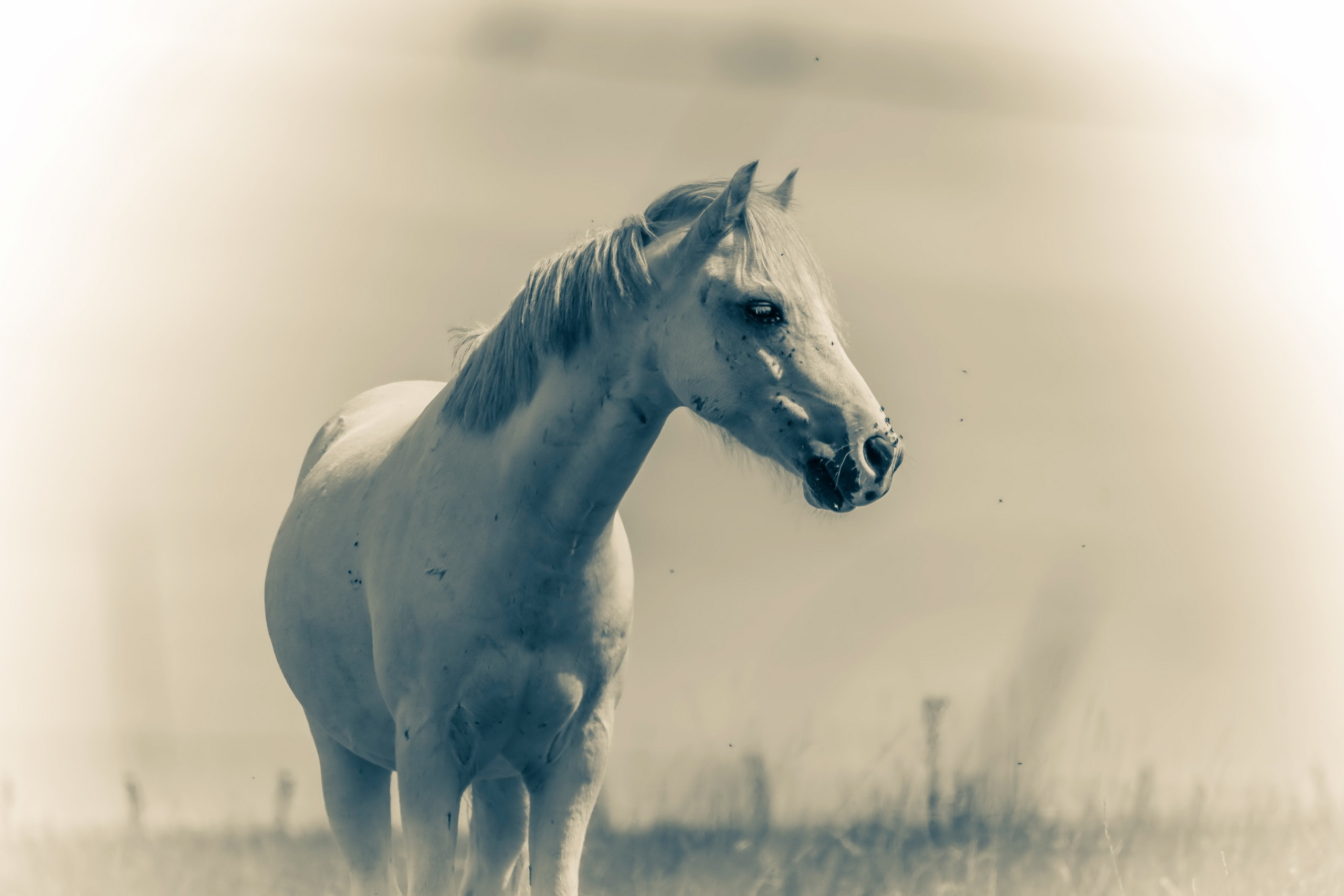 Animal Horse 2560x1707