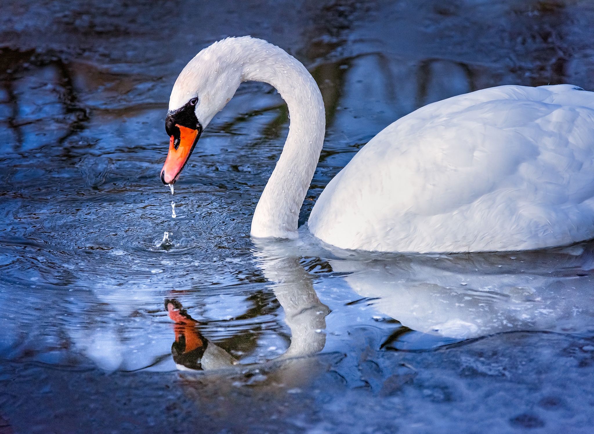 Water Reflection Swan 2048x1496