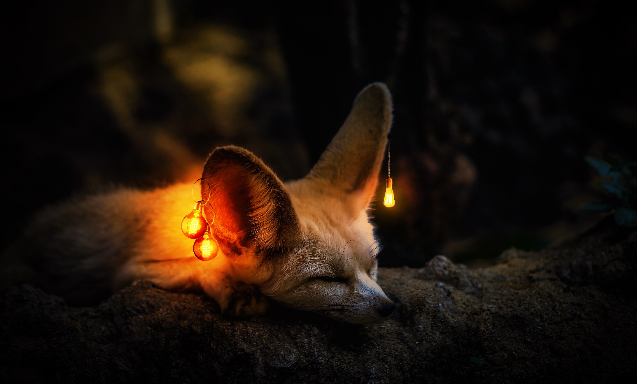 Light Bulb Sleeping Fennec Fox Wildlife 2184x1318