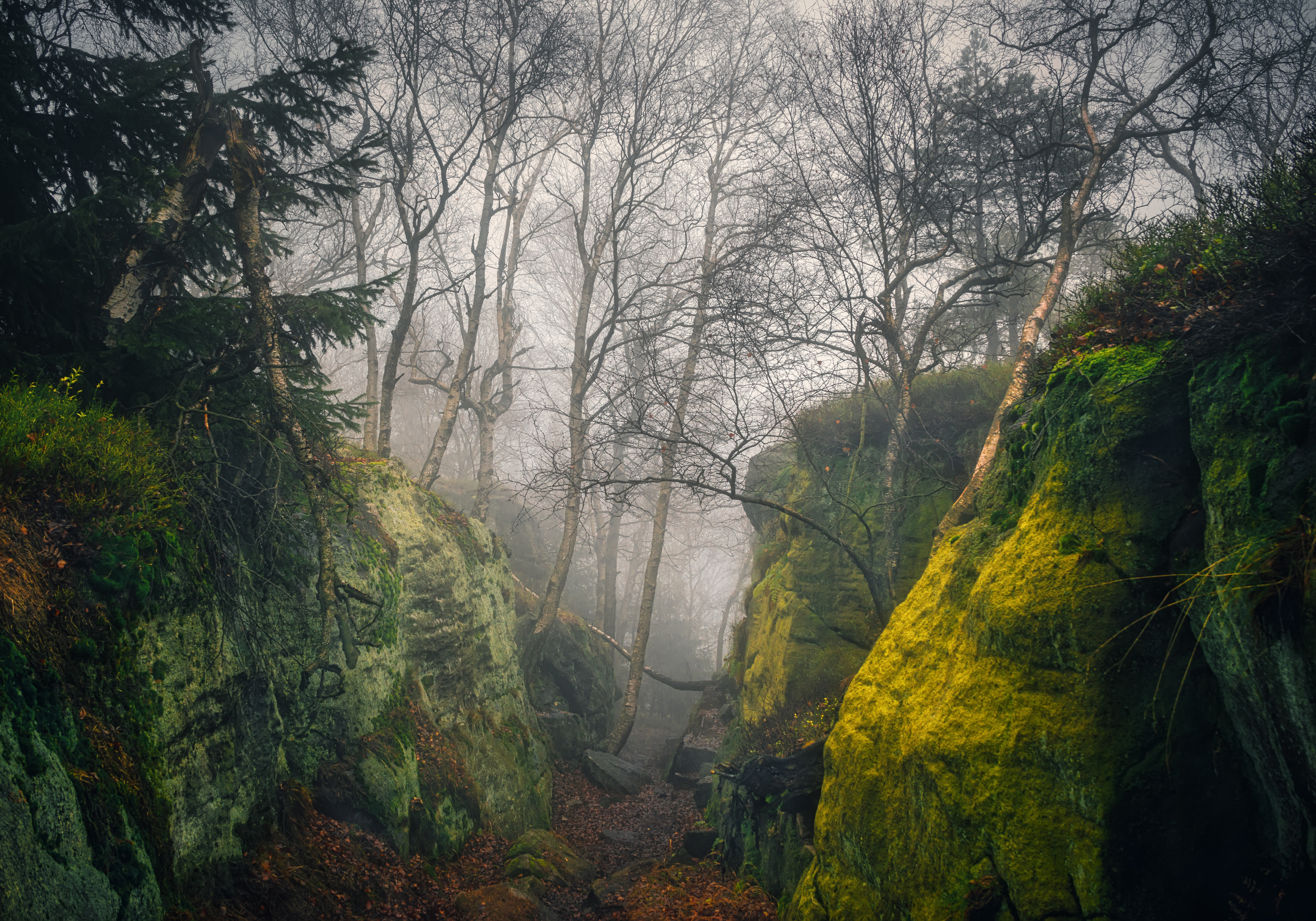 Rocks Trees Branch Mist Forest Nature Outdoors Photography Andrey Ozherelev 2500x1750
