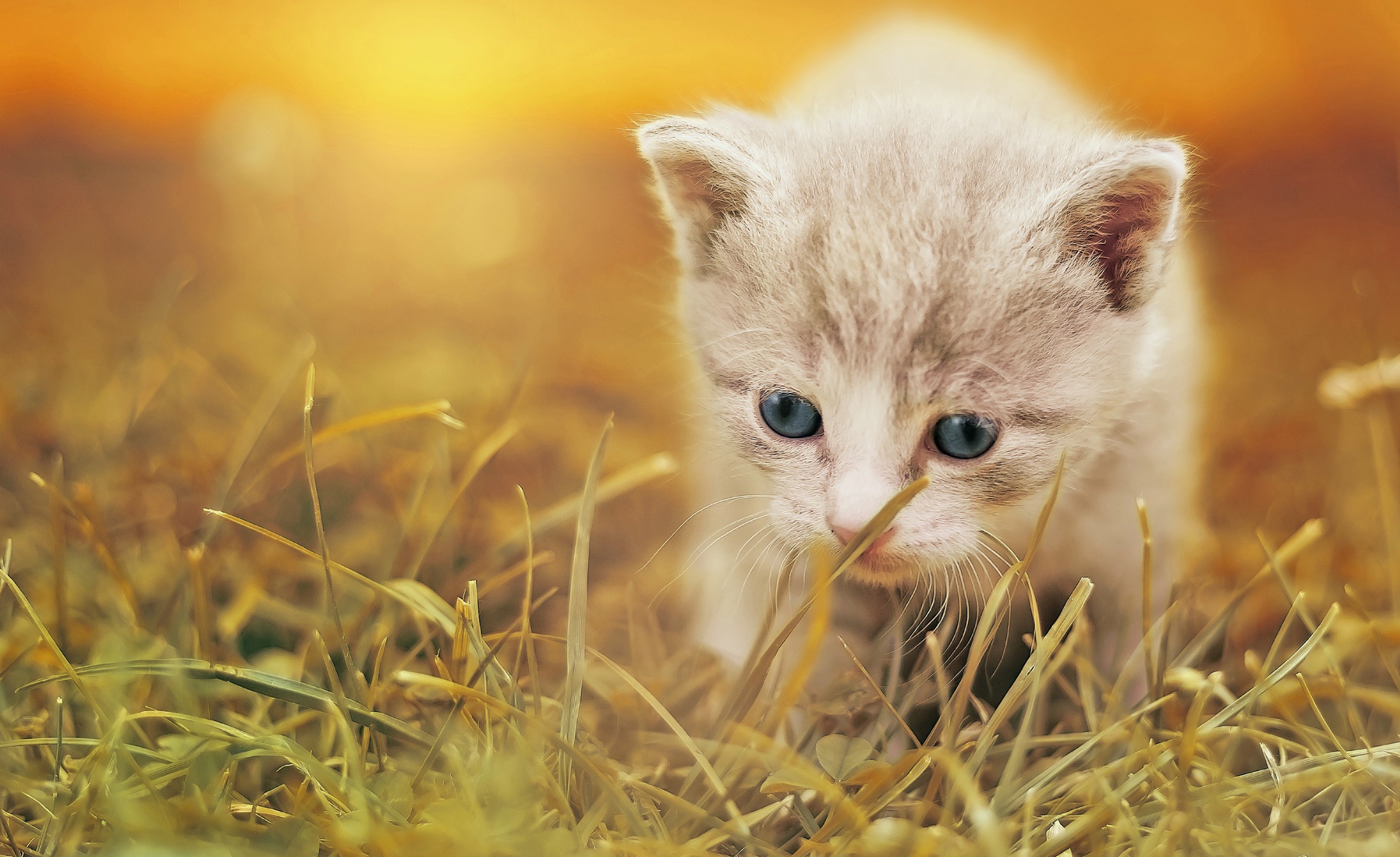 Baby Animal Grass Kitten Pet 2200x1346