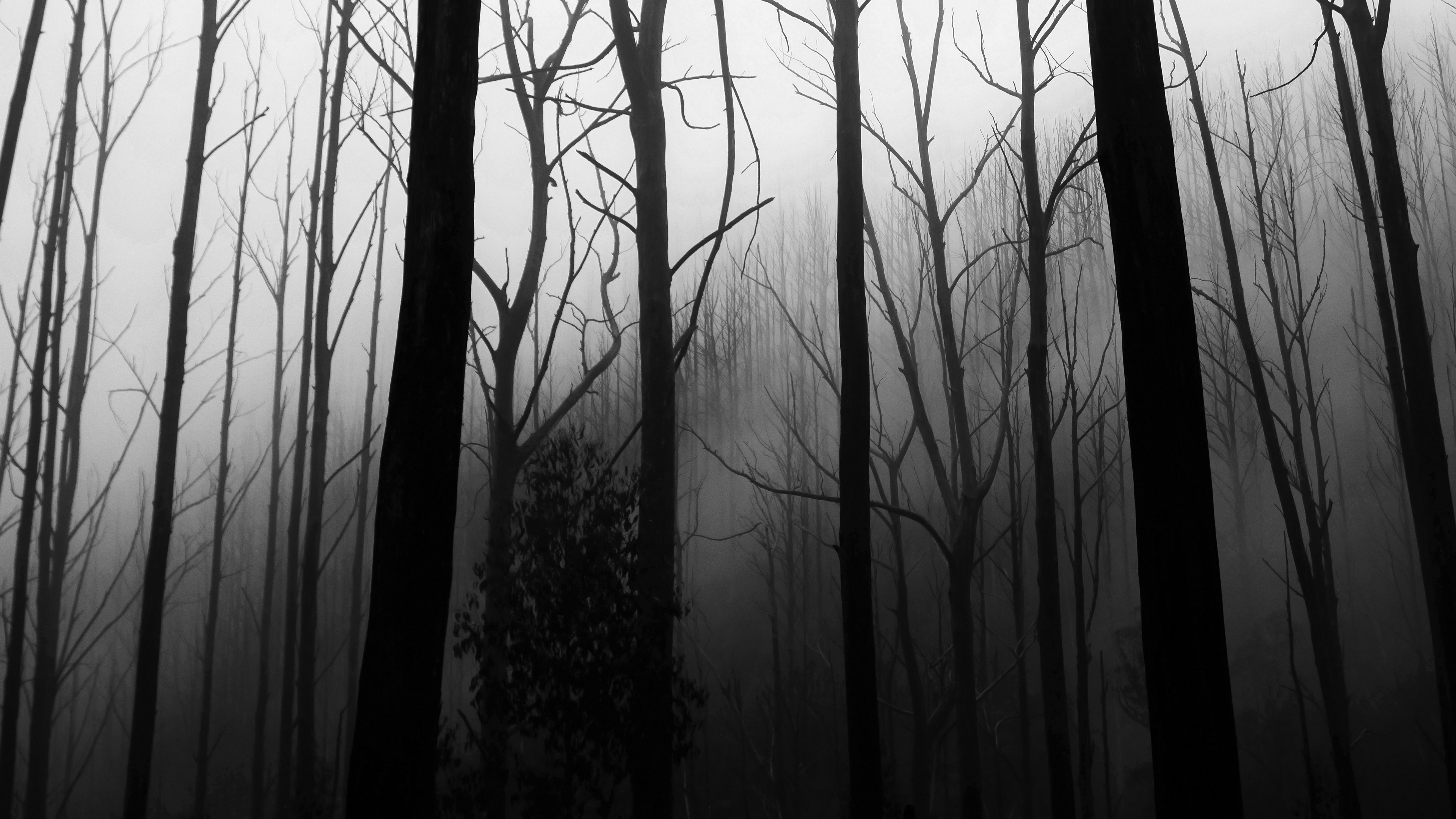 Silhouette Low Saturation Trees Forest Jack Cain 3840x2160
