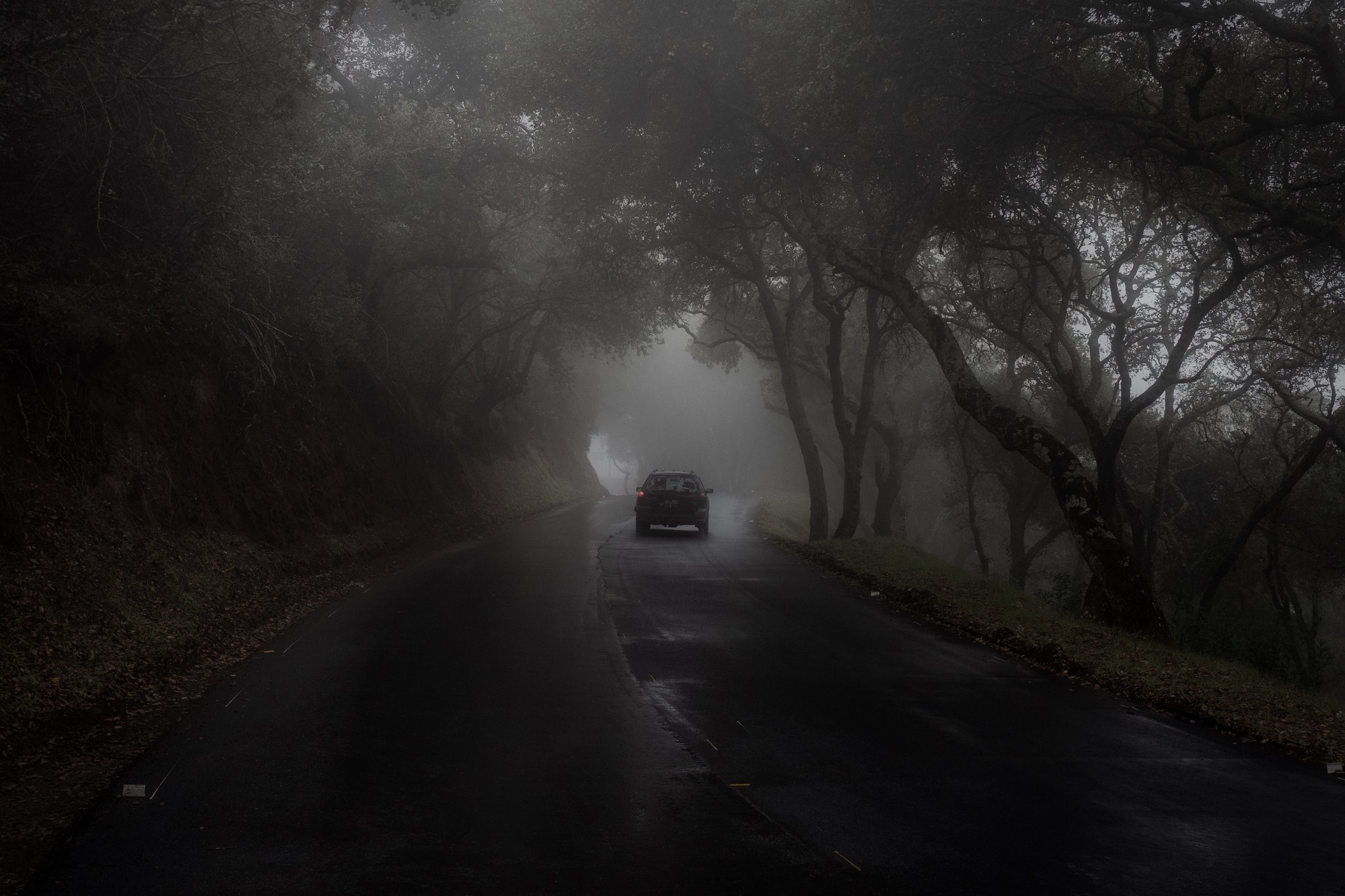 Driver Car Forest Mist Green Nature Rain Gloomy 2048x1365