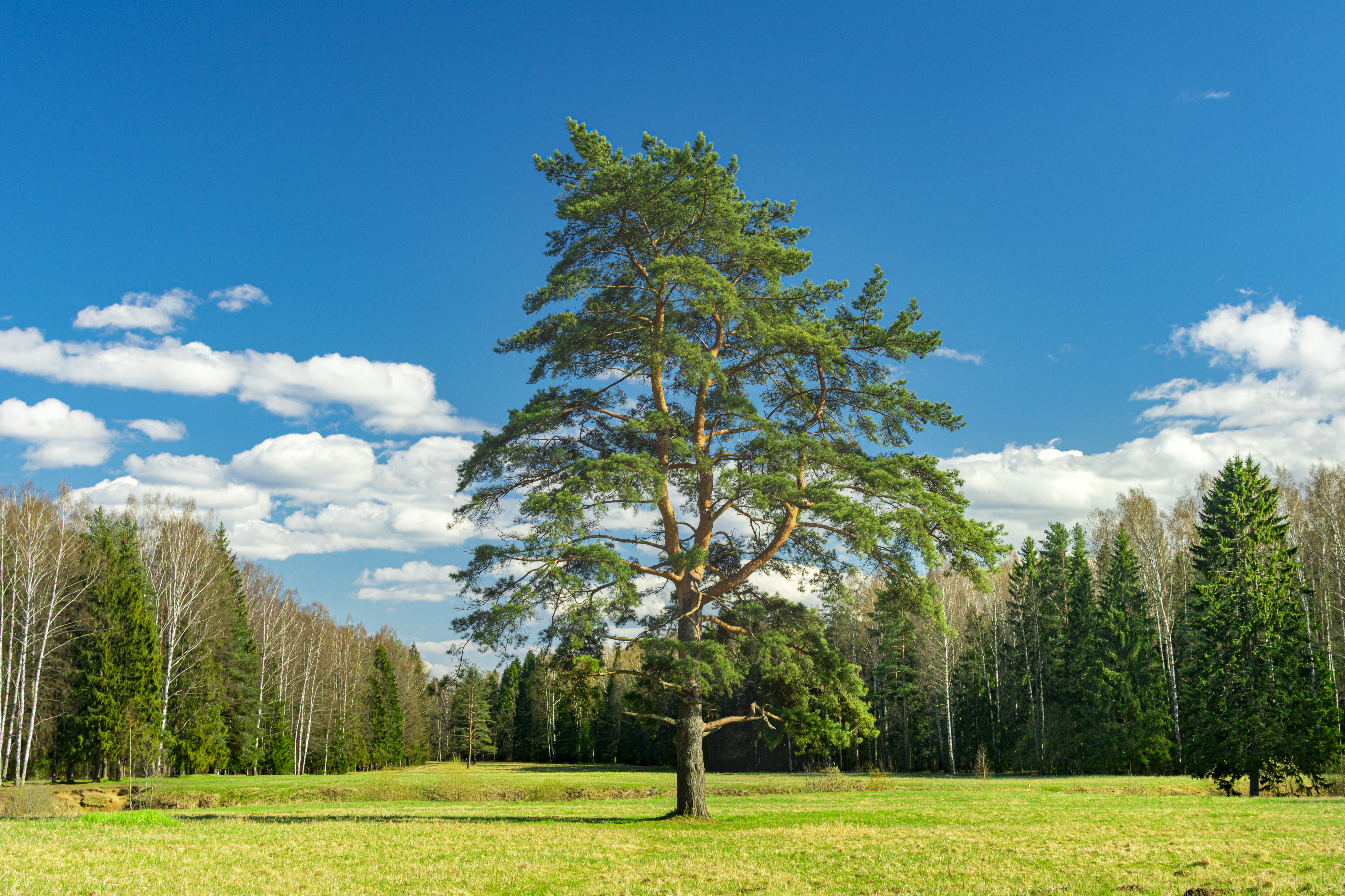 Nature Trees Pine Trees Forest Clearing 6000x4000