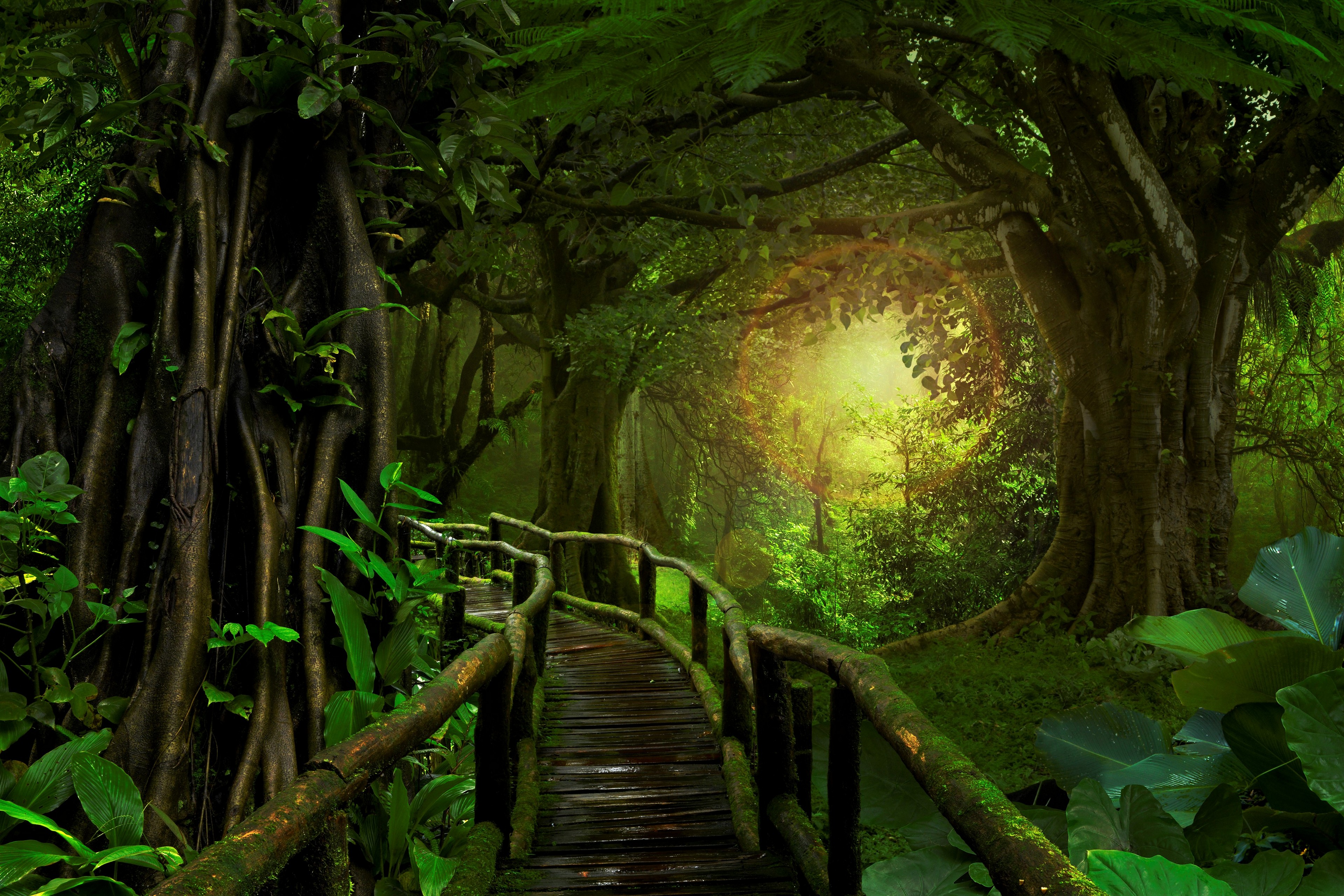 Forest Jungle Trees Bridge Sunlight Plants 3840x2560