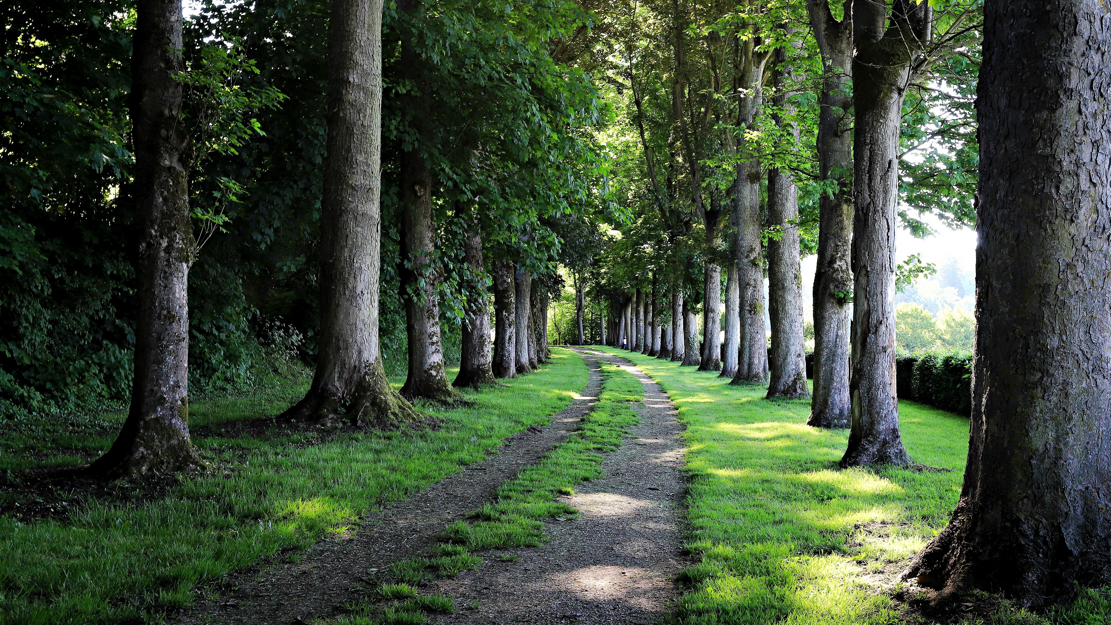 Outdoors Path Pathway Trees Plants 3840x2160