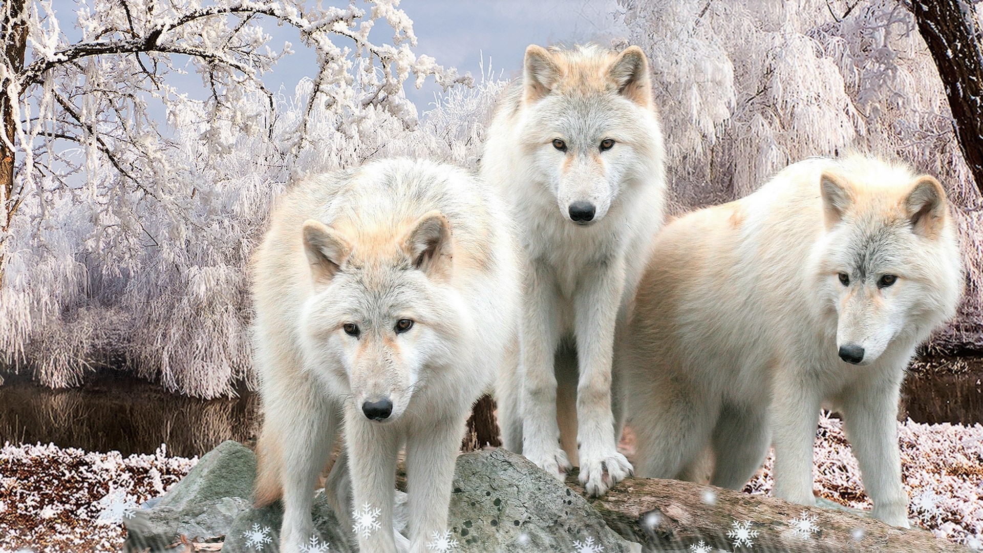 White Wolf Winter Snow Wildlife Predator Animal 1920x1080
