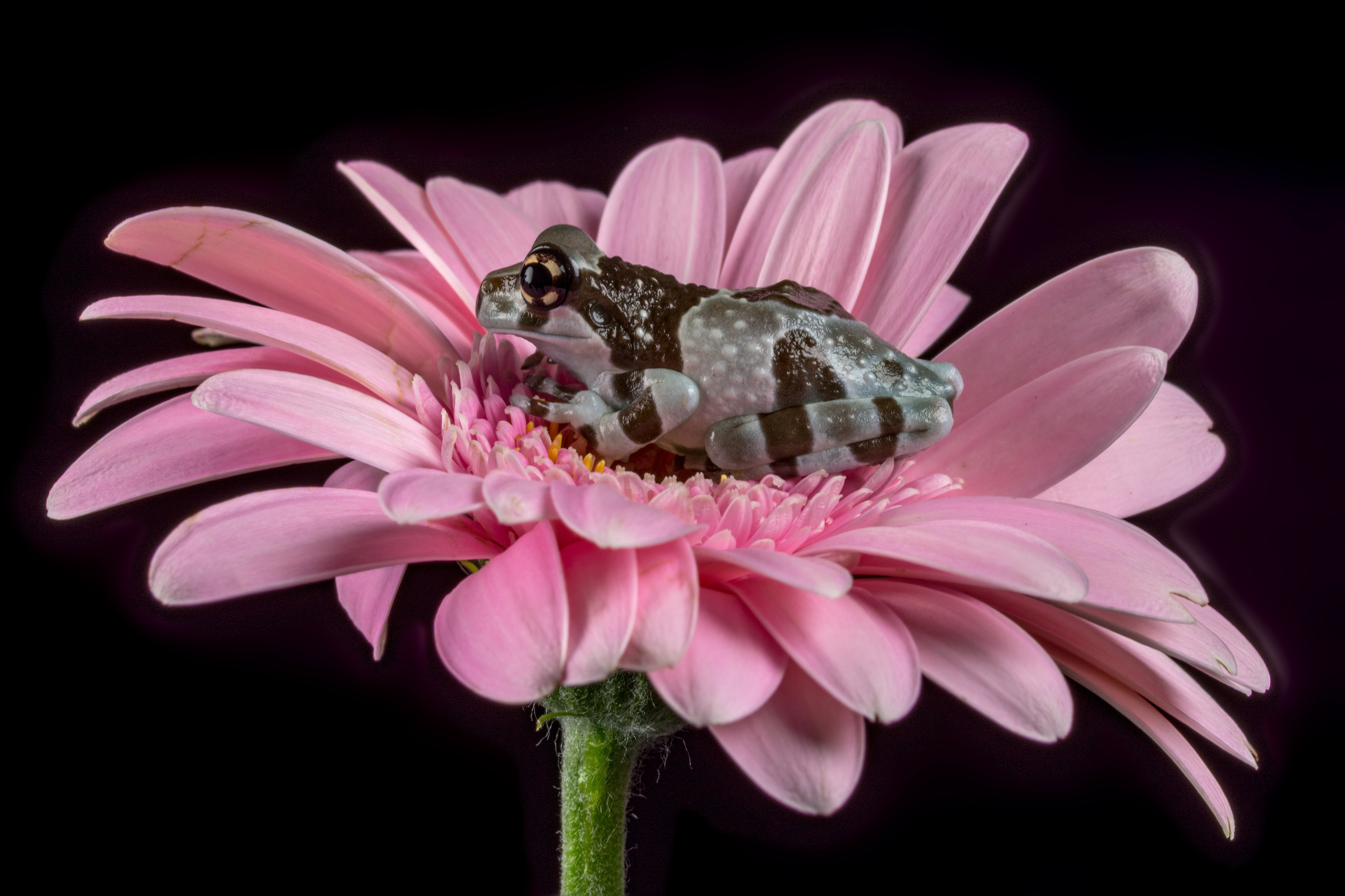 Gerbera 5045x3363