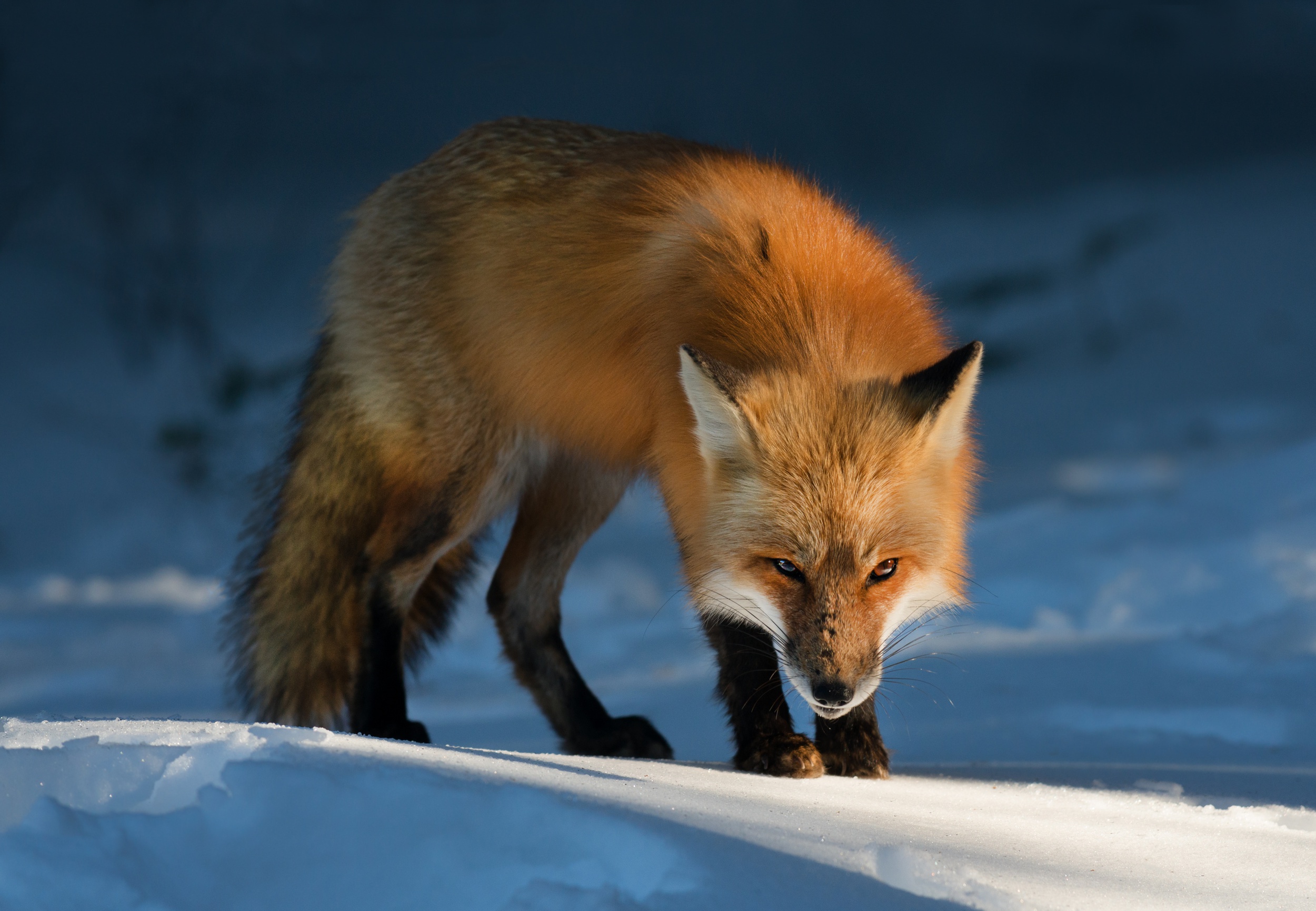 Fox Snow Stare Wildlife 2500x1730