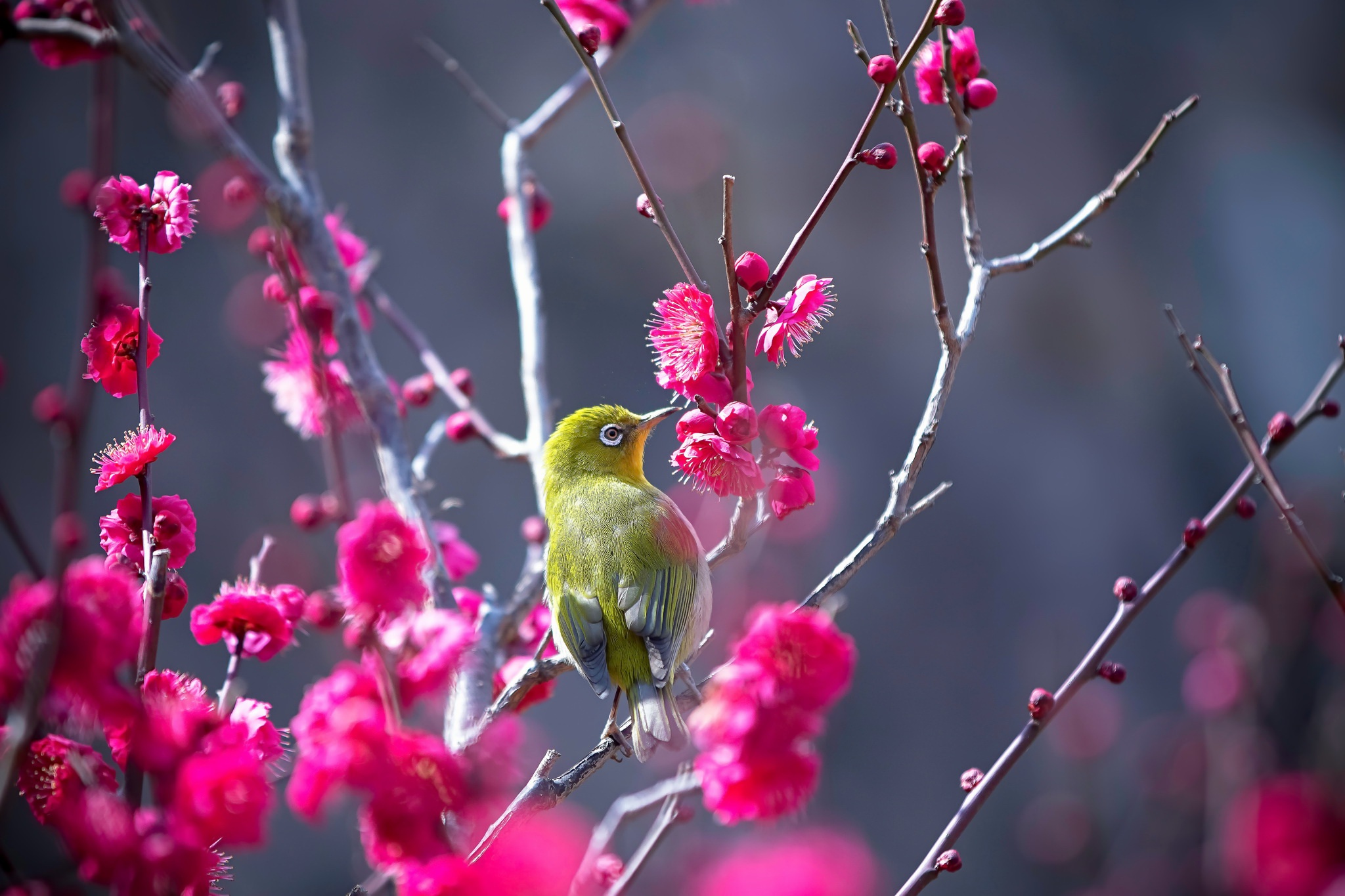 Bird Japanese White Eye Pink Flower Wildlife 2048x1365