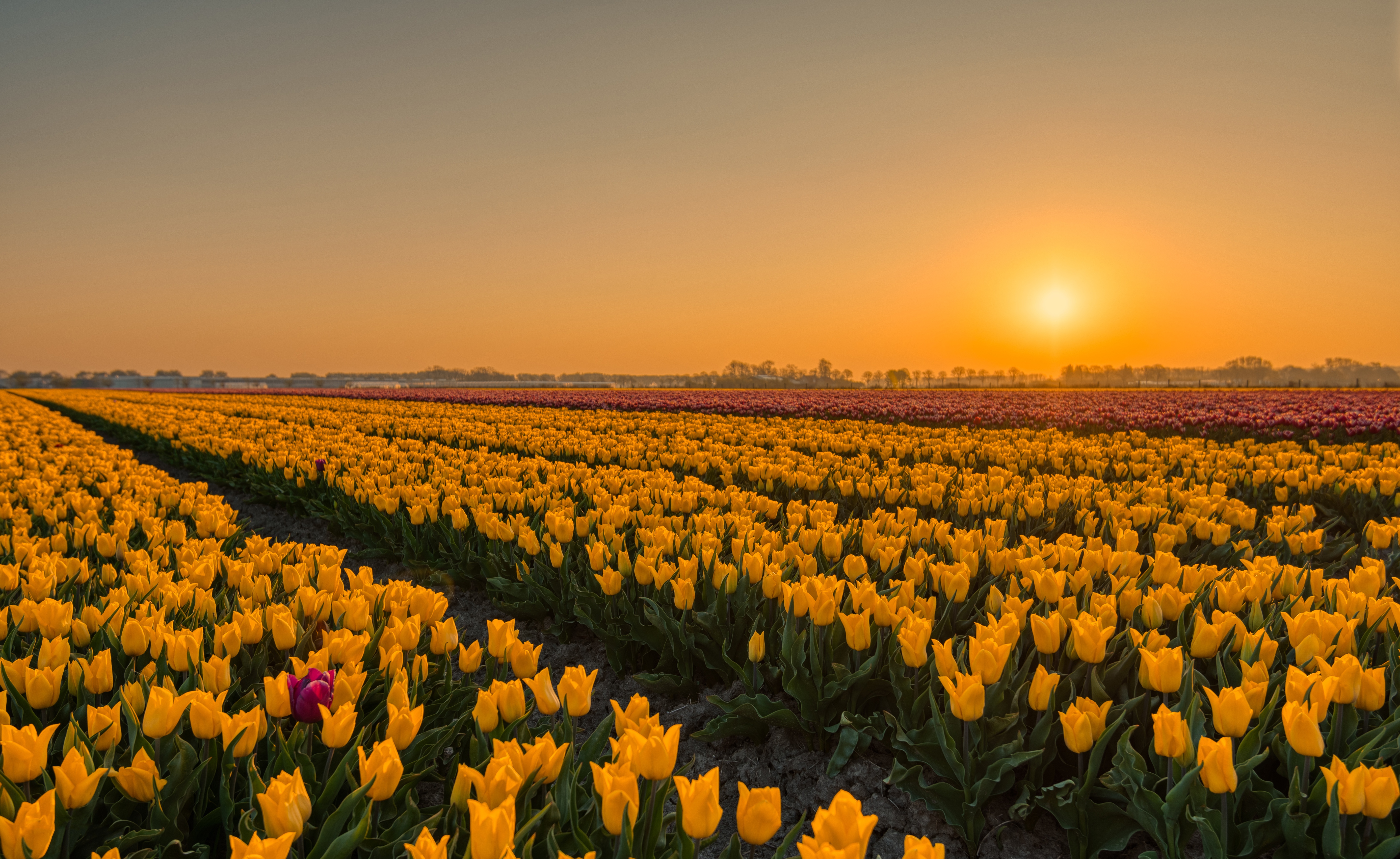 Yellow Flower Field Sunrise 5547x3401