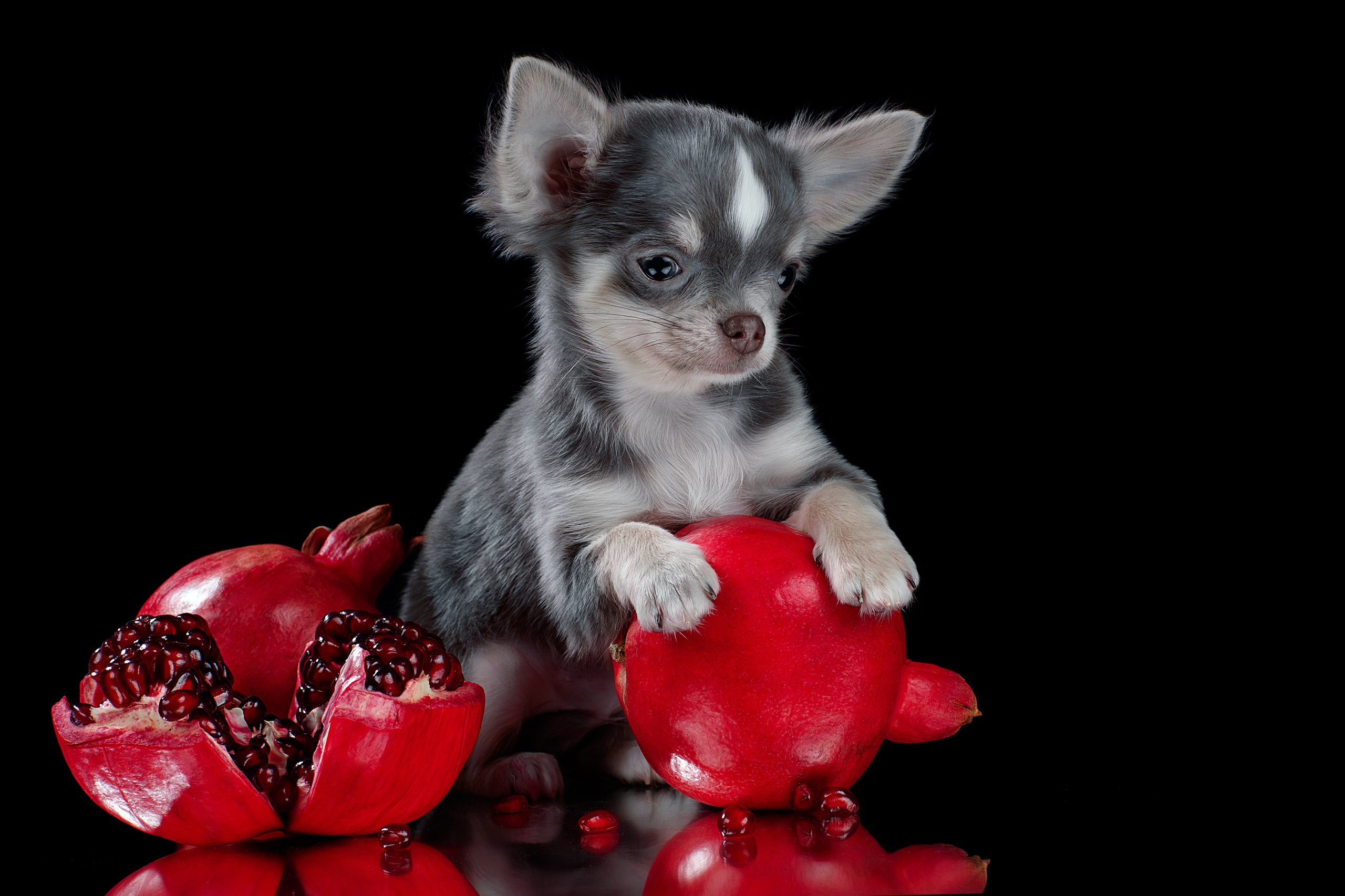 Dog Pet Pomegranate 2560x1706
