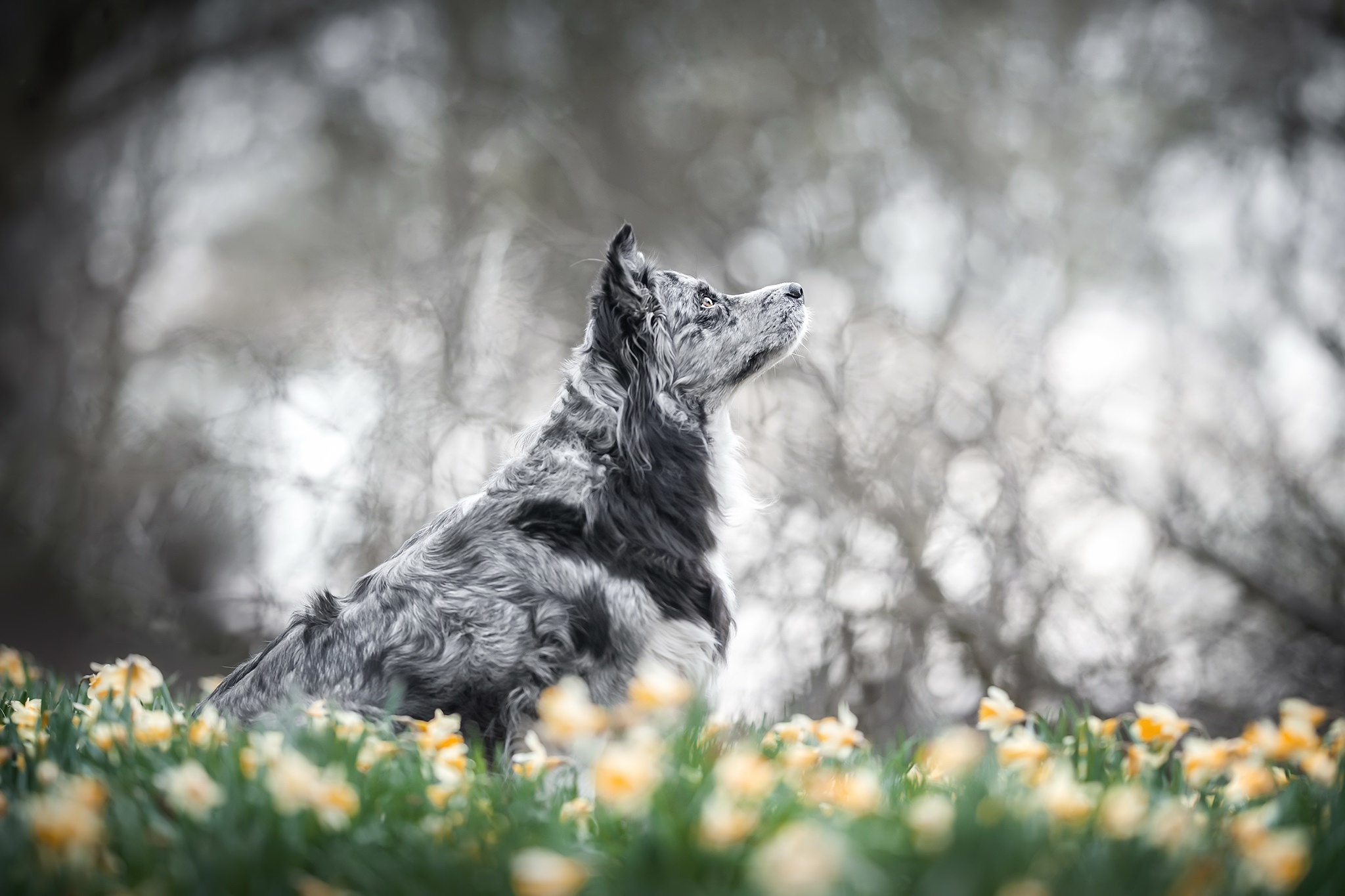 Daffodil Dog Pet 2048x1365