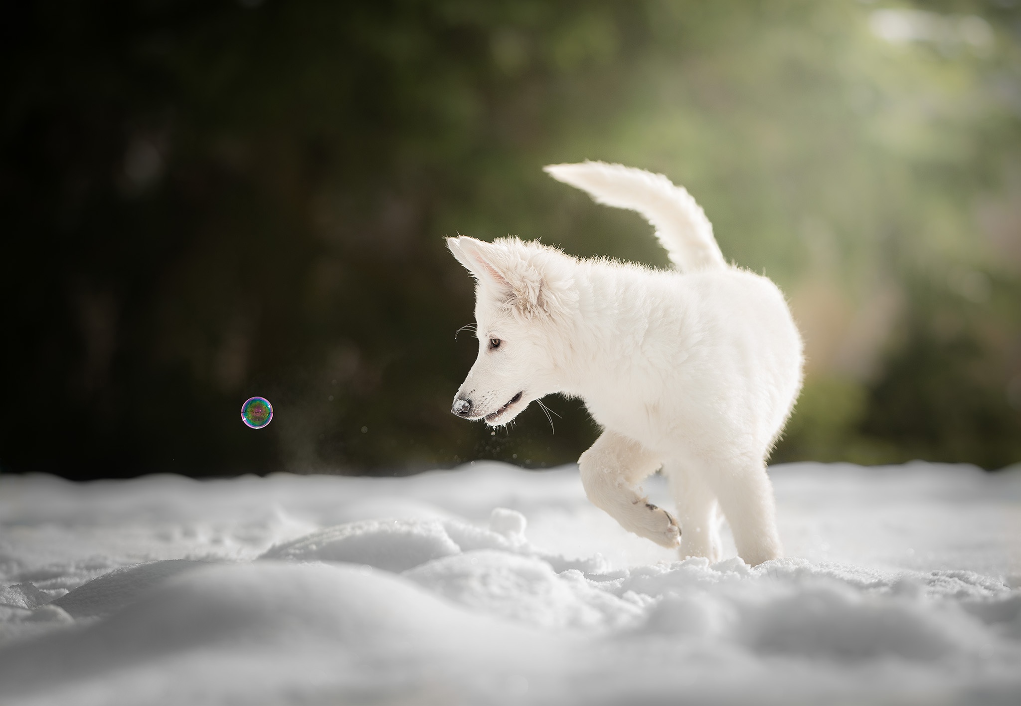 Dog Pet Baby Animal Puppy Snow 2048x1416