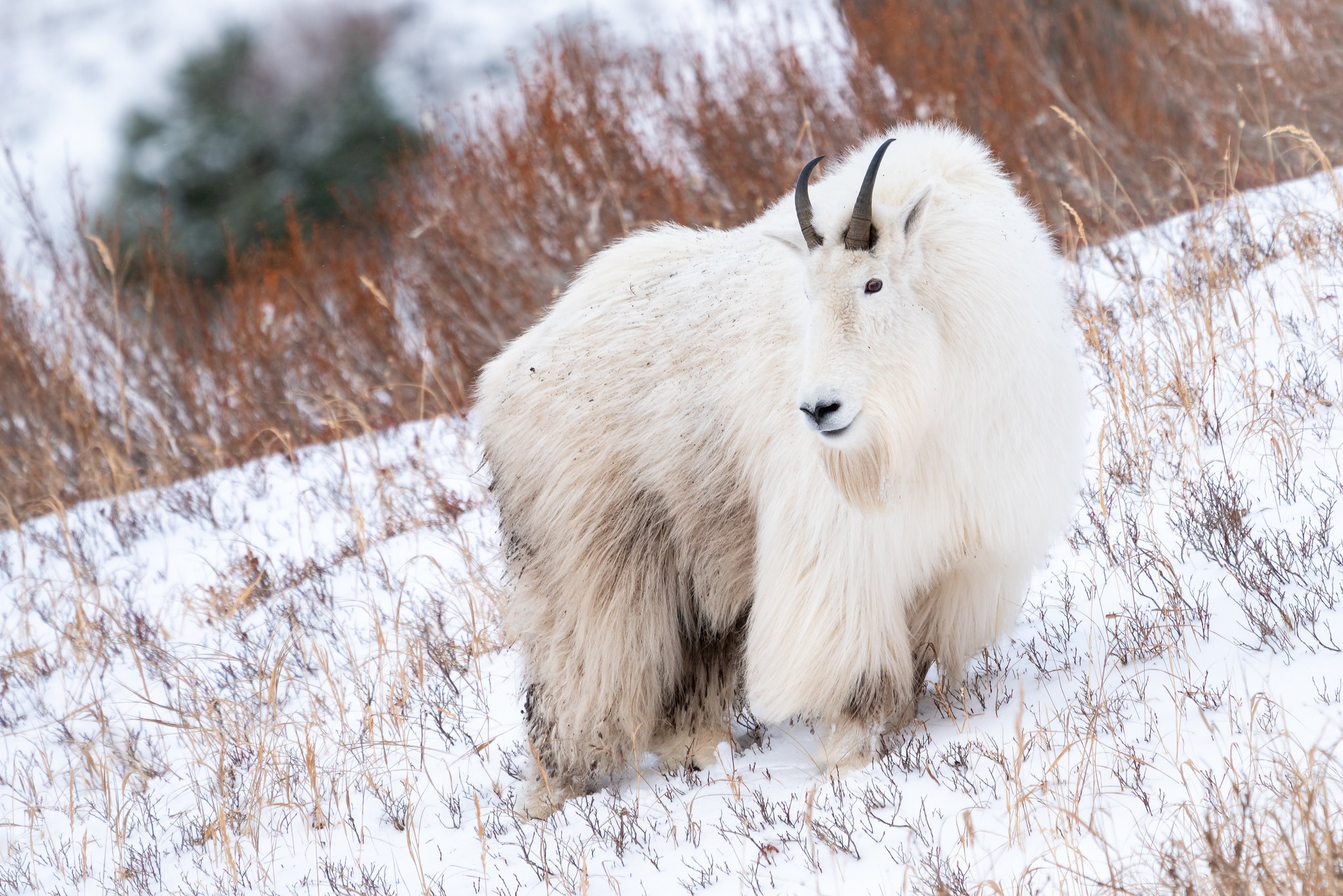 Winter Snow Goat Wildlife 2047x1365