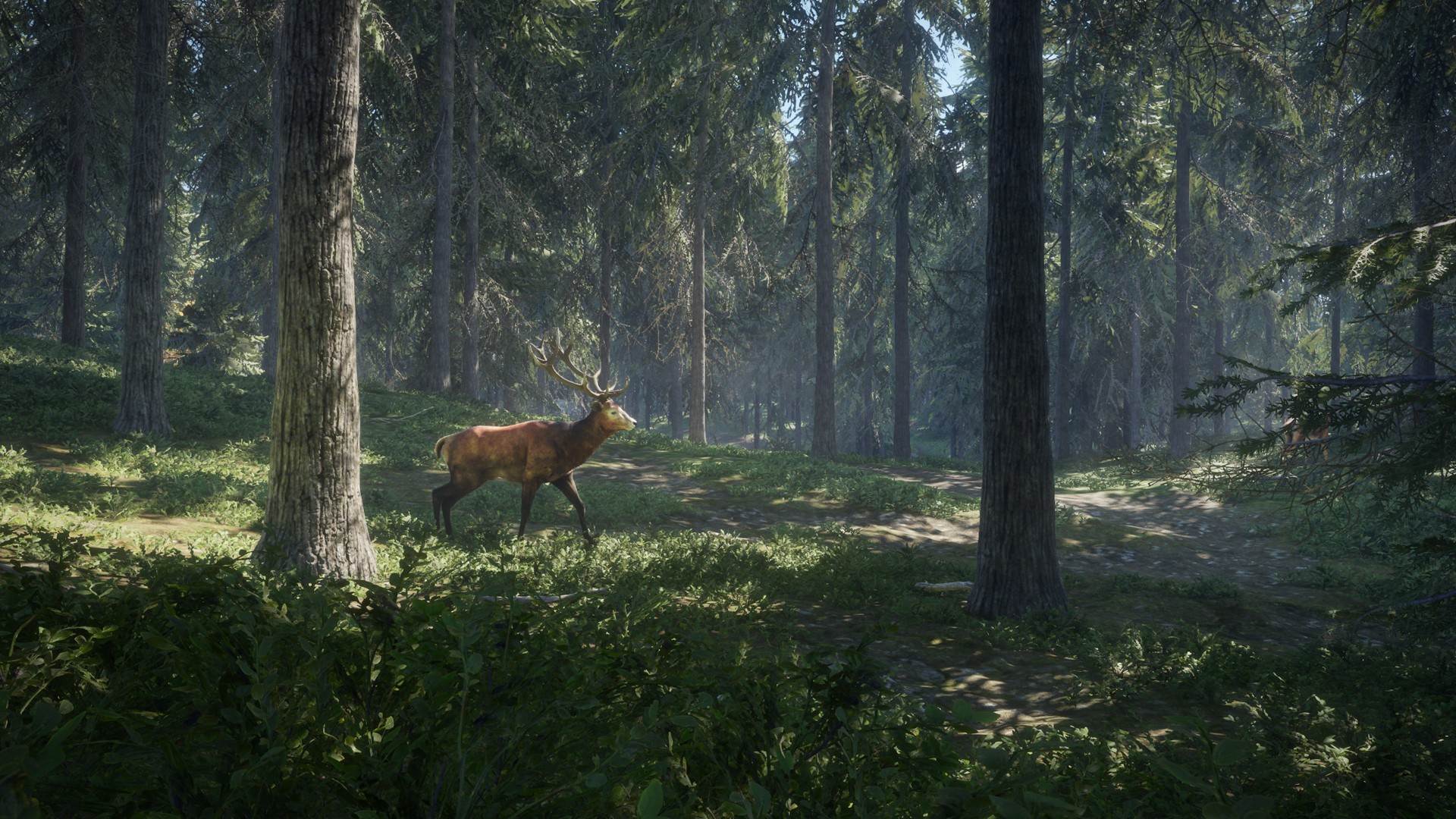 Video Game TheHunter Call Of The Wild 1920x1080