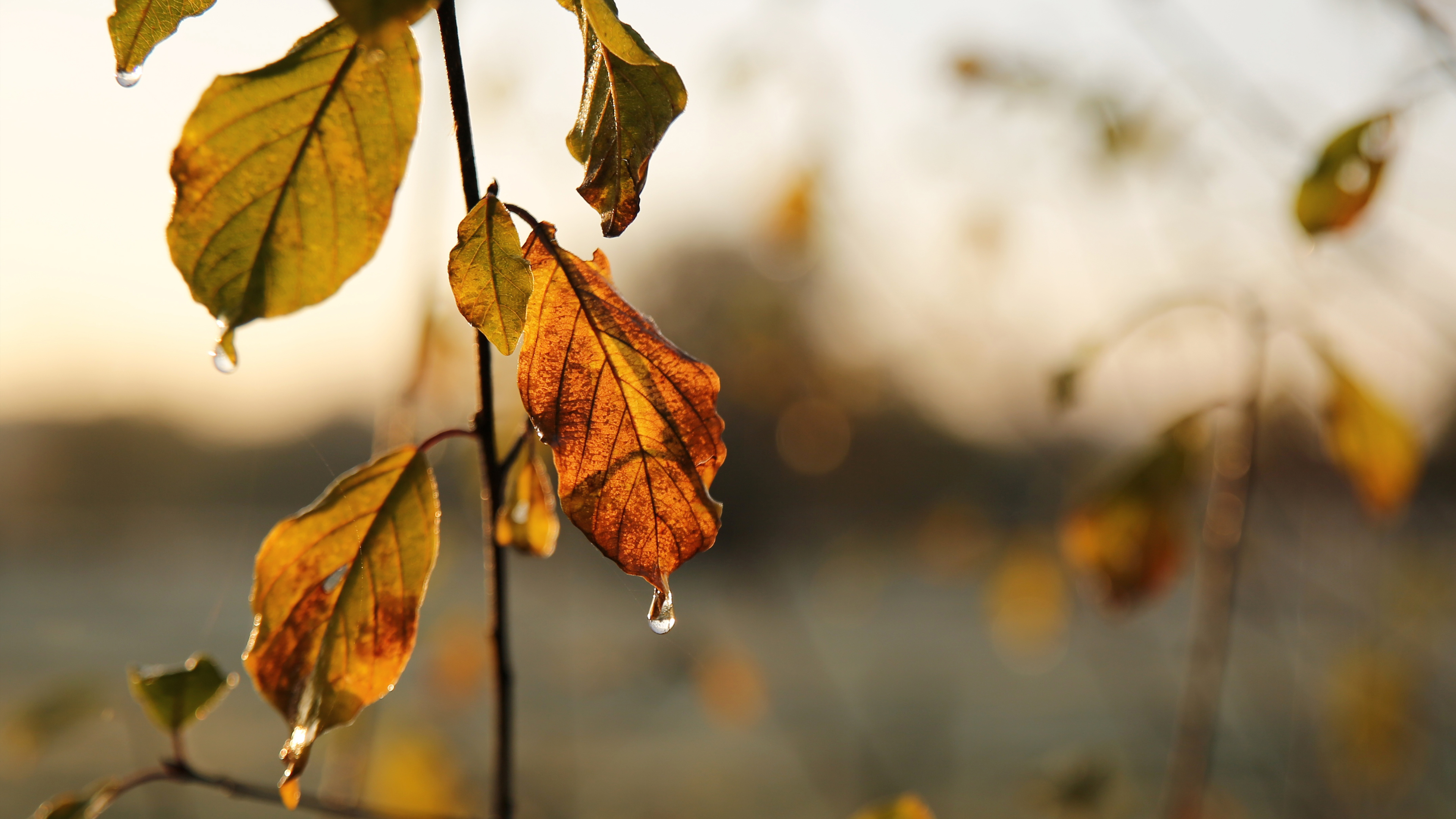 Nature Leaves Fall Plants Water Drops 3840x2160