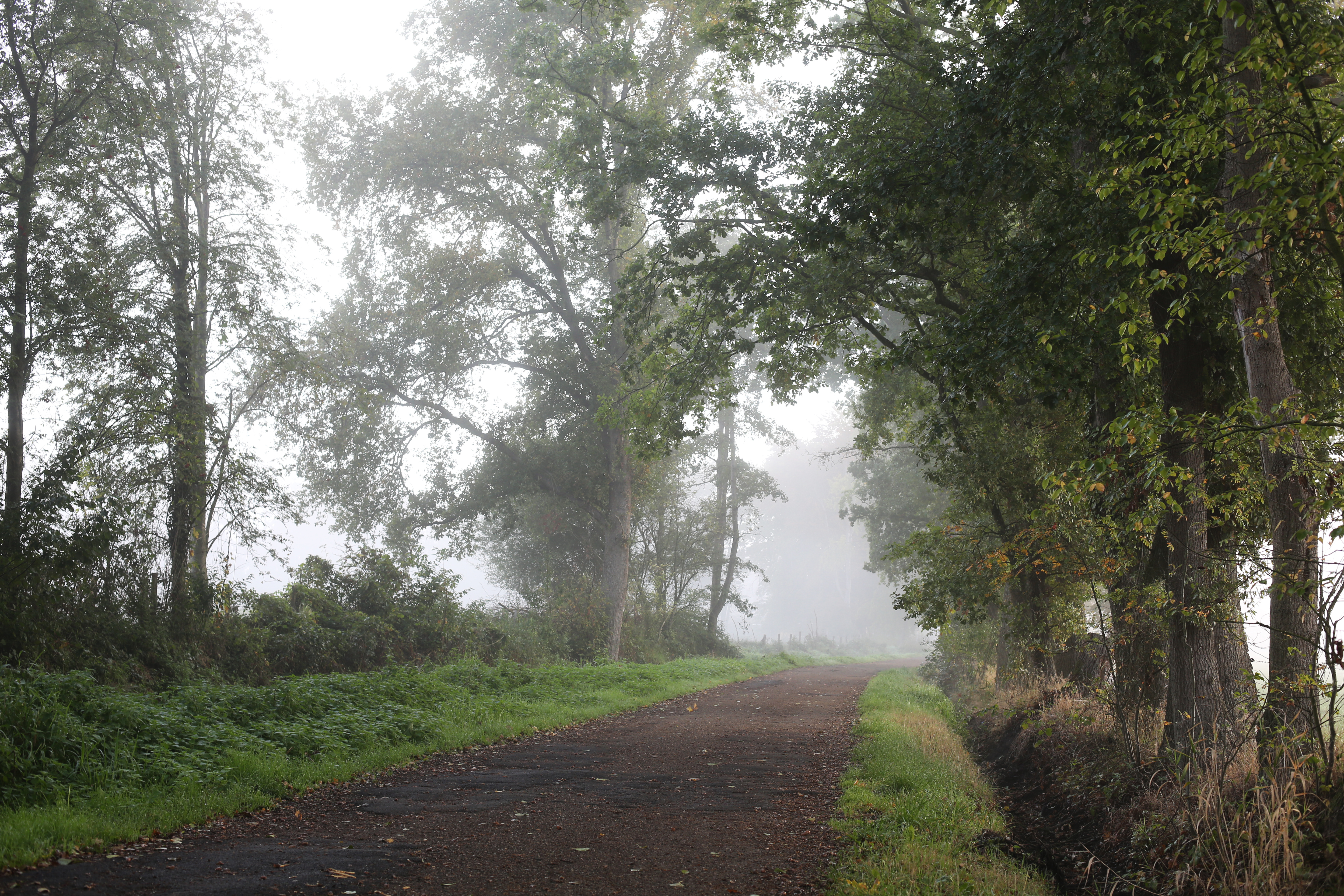 Nature Mist Path Forest 5760x3840