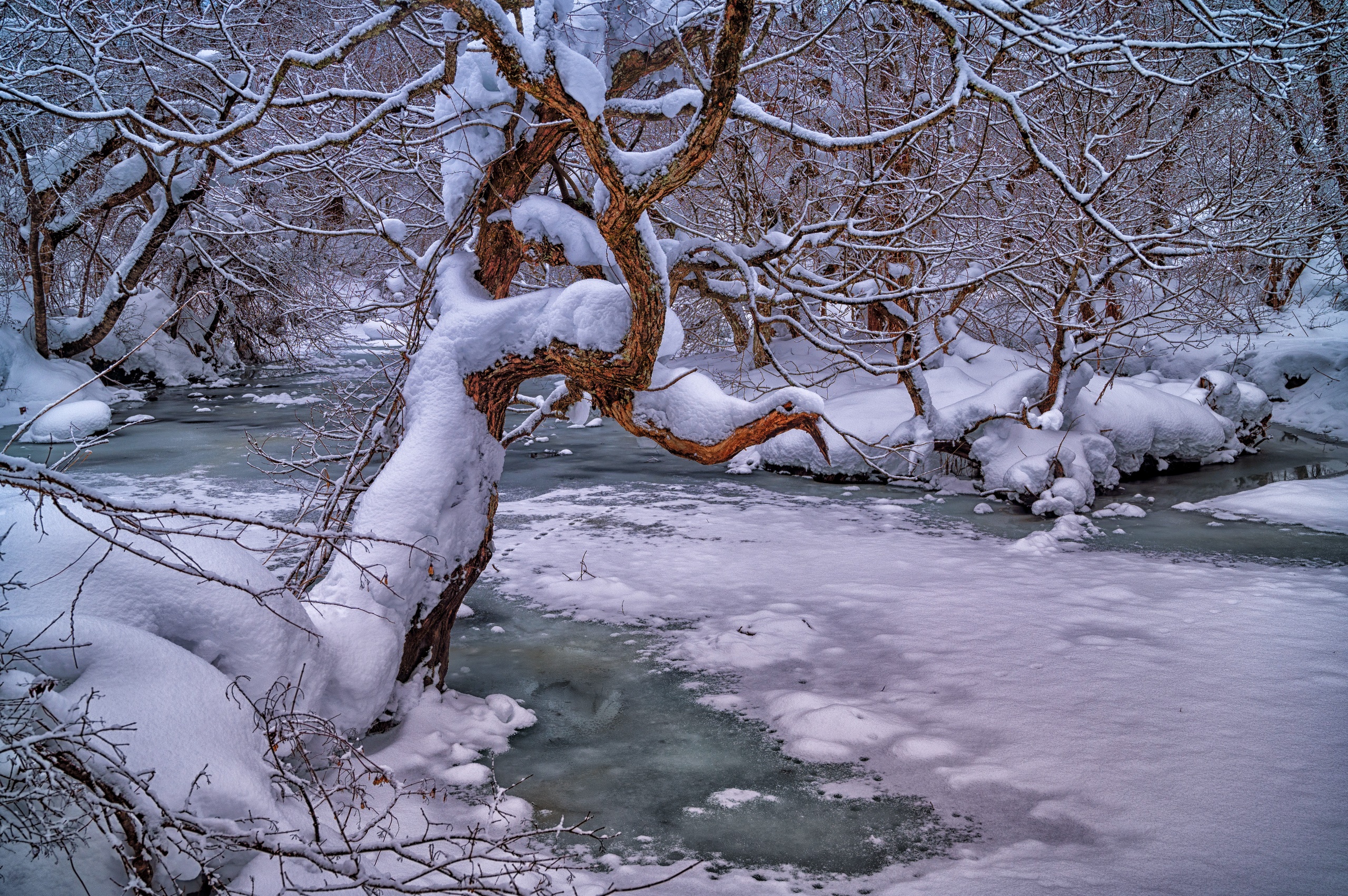 Nature Winter Cold Ice Trees Creeks Outdoors Snow 2560x1703