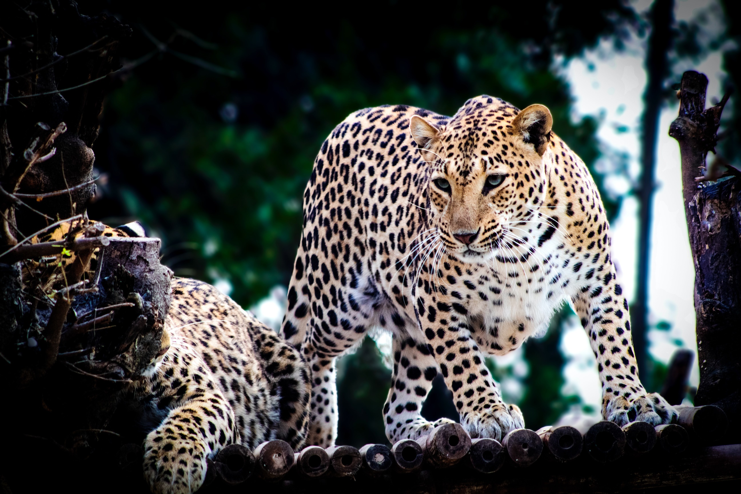Jaguar Animals Nature Photography 2592x1728