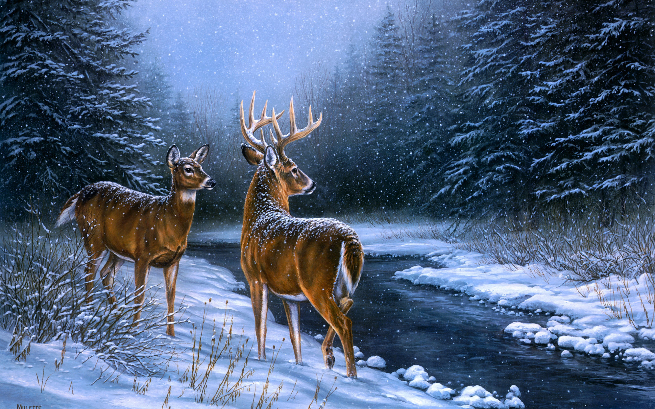 Animal Deer 2560x1600