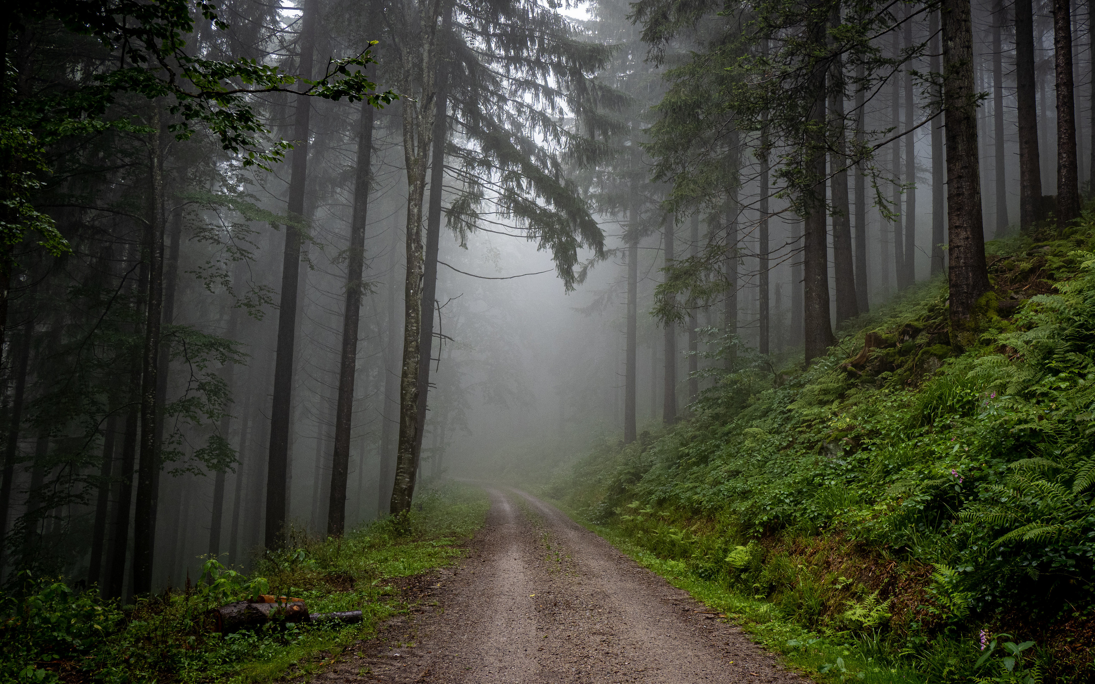 Forest Germany Mist Road Nature 3840x2400