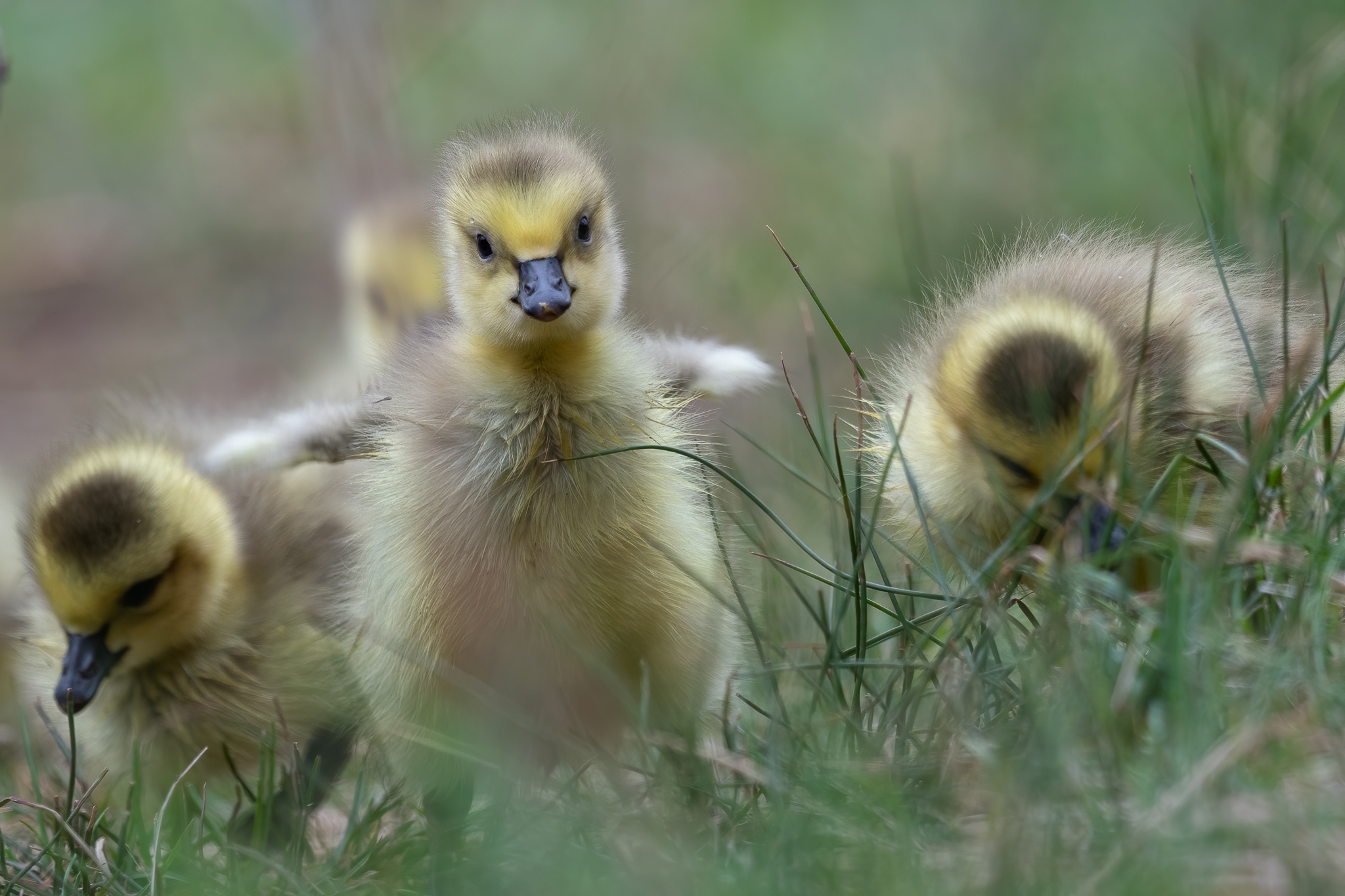 Chick Baby Animal 2048x1365