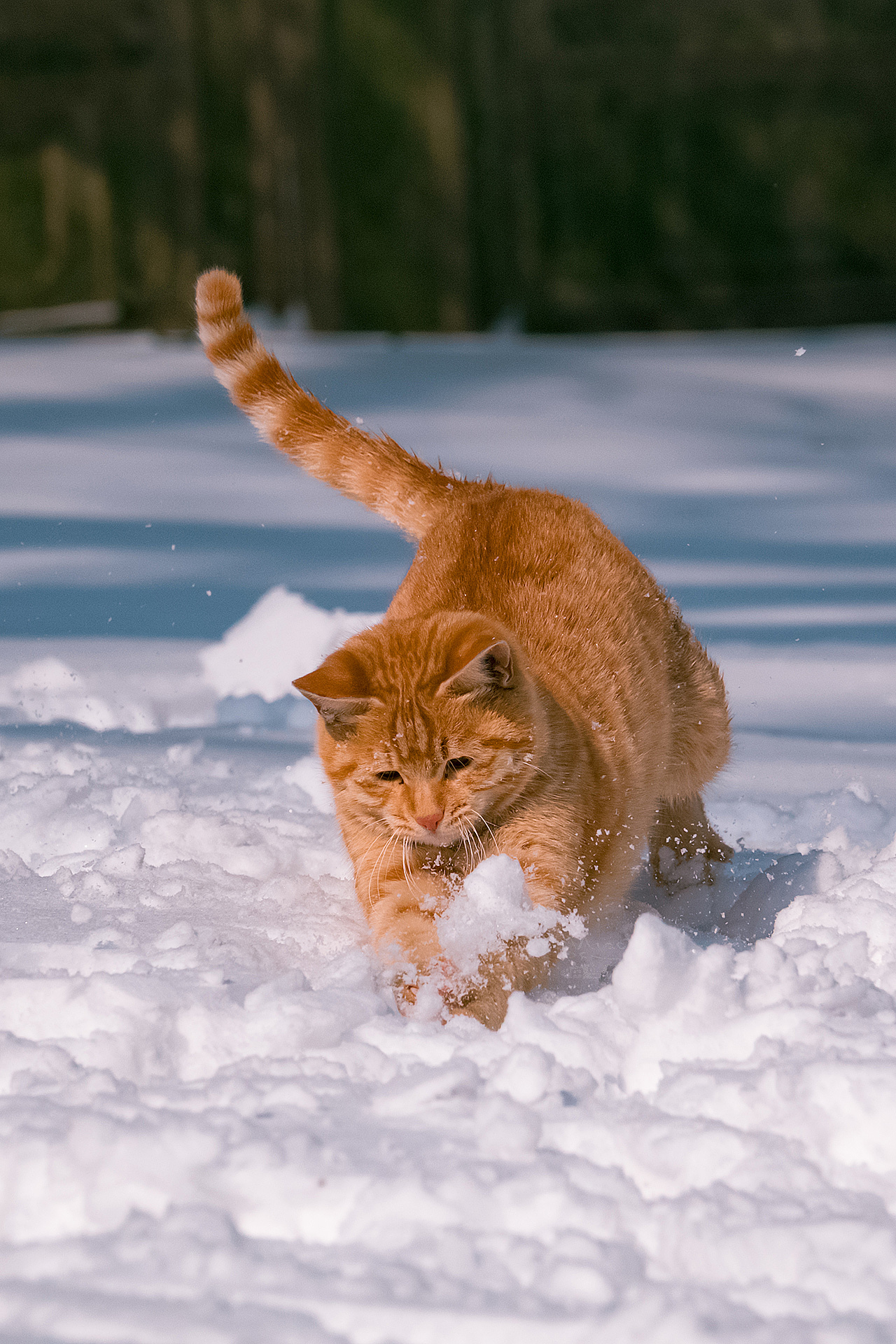 Cats Photography Snow Jumping 1280x1920