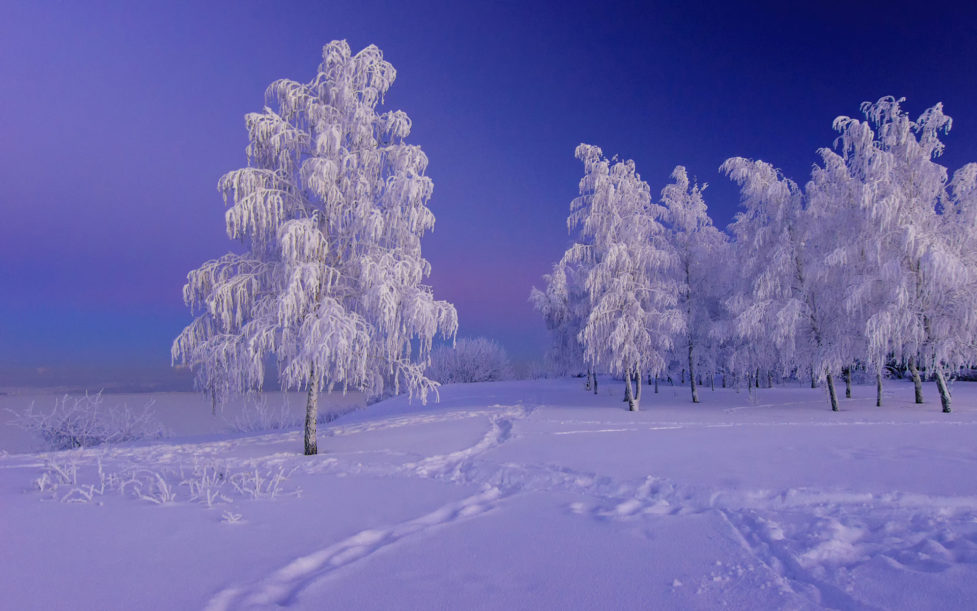 Snow Frost Landscape 1920x1200
