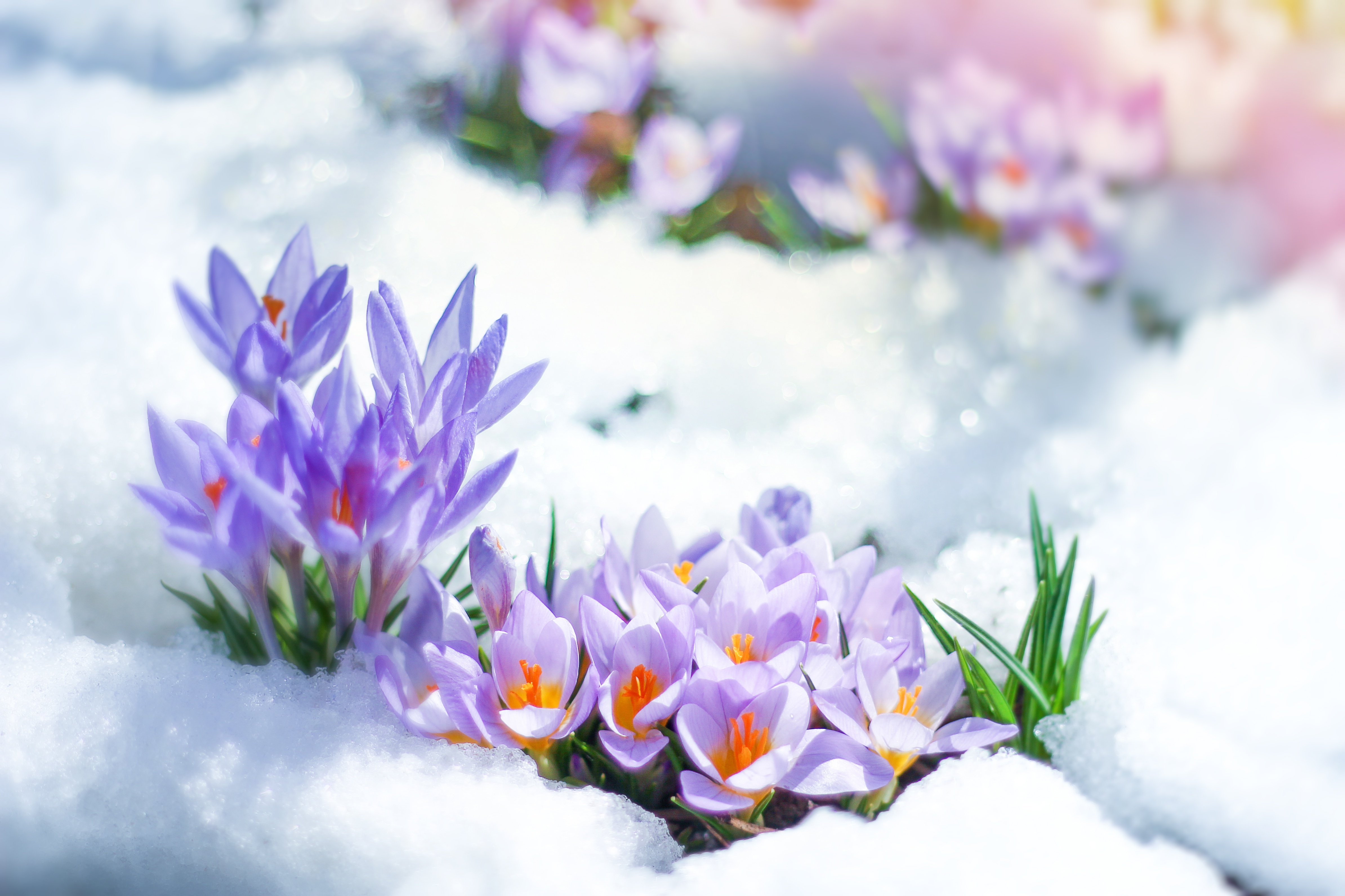 Flower Purple Flower Snow 4777x3184