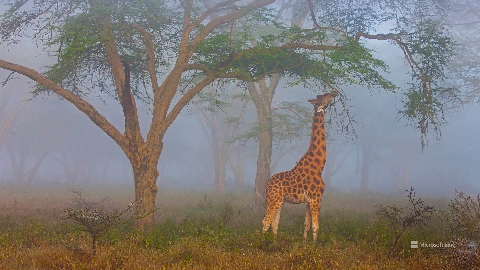 Nature Animals Landscape Bing Giraffes 1920x1080