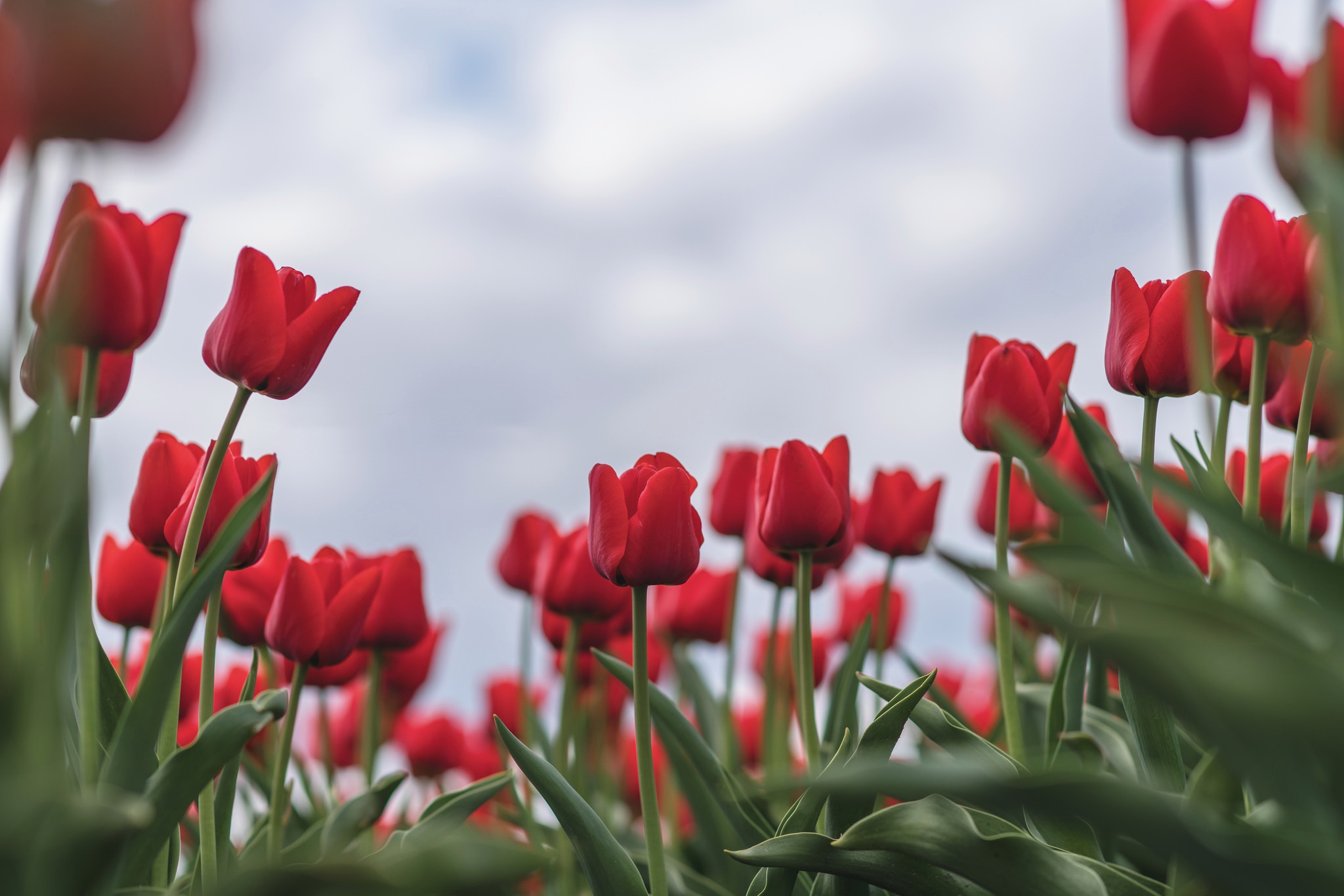 Close Up Flower Nature Red Flower Tulip 2048x1366