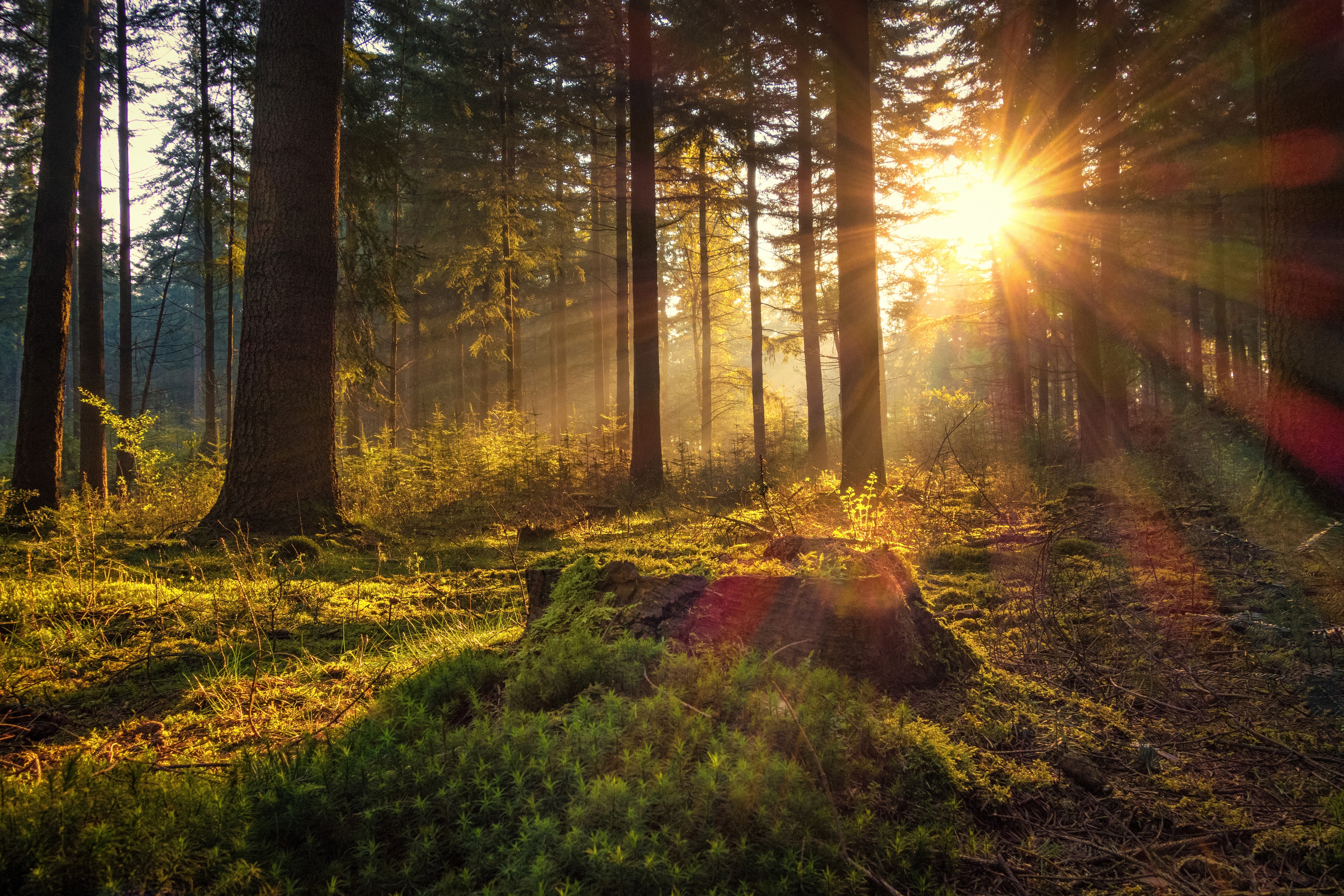 Dawn Forest Germany Morning Moss Sun 3600x2400