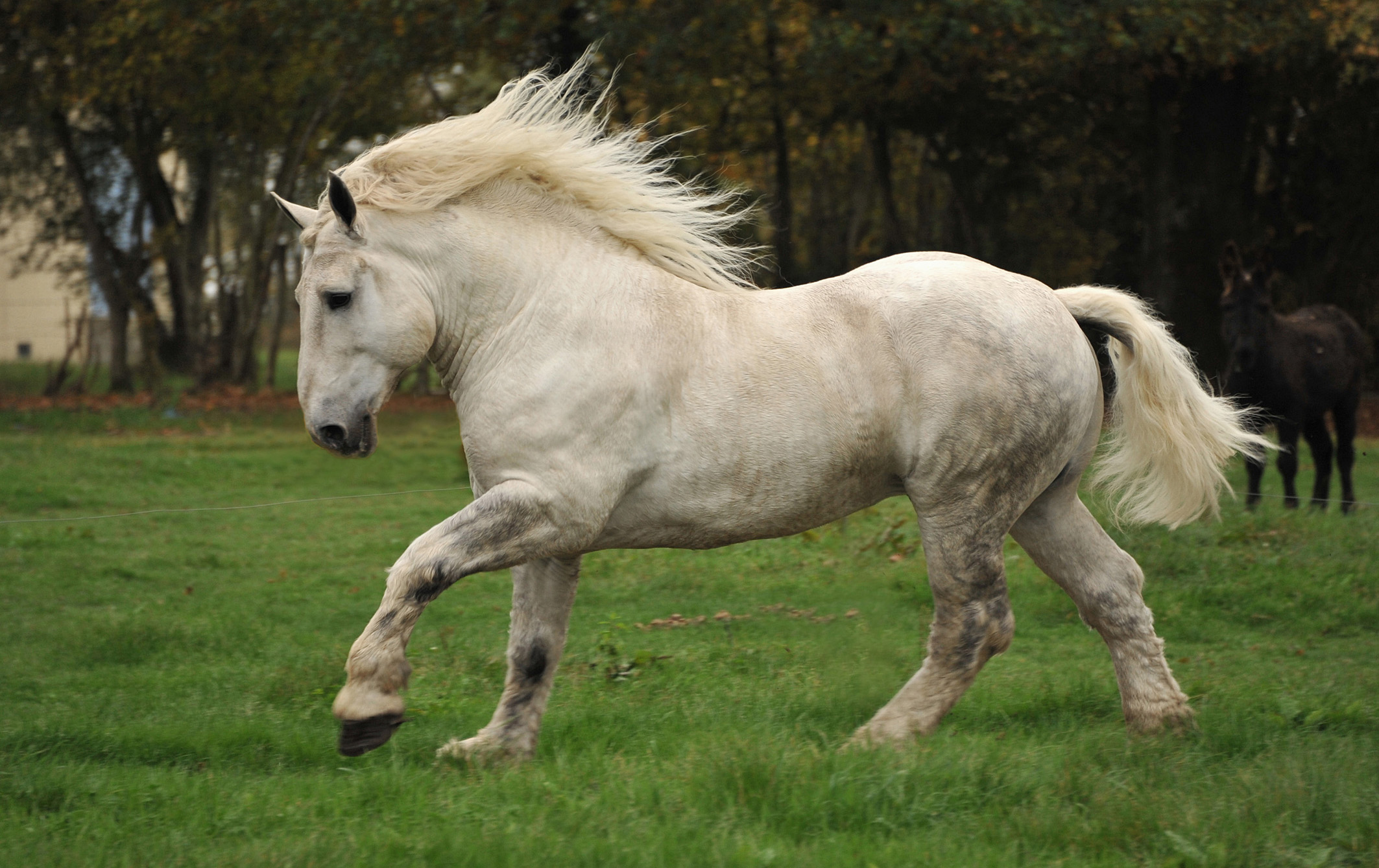 Animal Horse 2126x1339